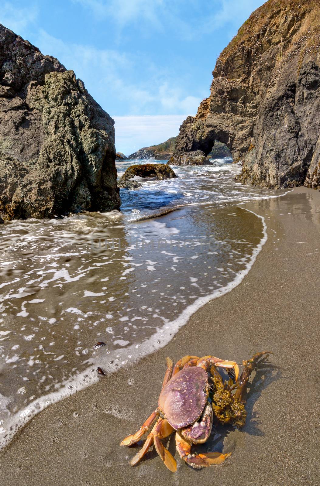 Crab on a Rocky Beach, Color Image