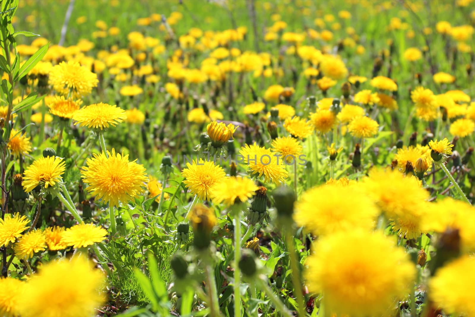 Macro image of yellow flowers with green leaves background