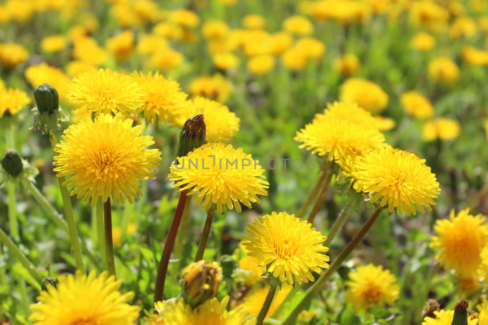 Macro image of yellow flowers with green leaves background