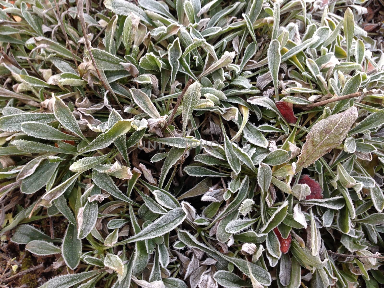 The first autumn frost covered with frost still green grass