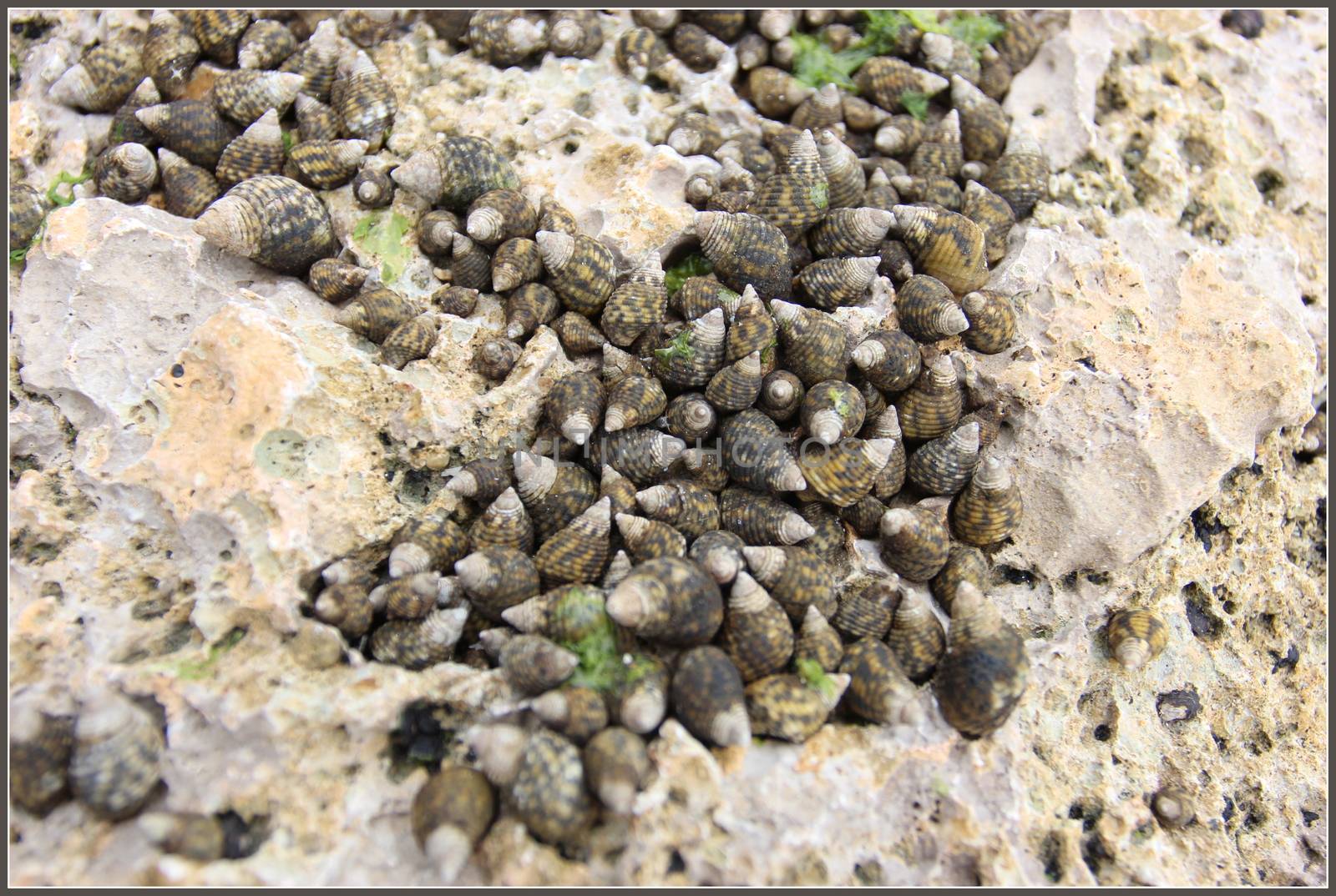 Close up soft focus image of small cockleshells on the beach