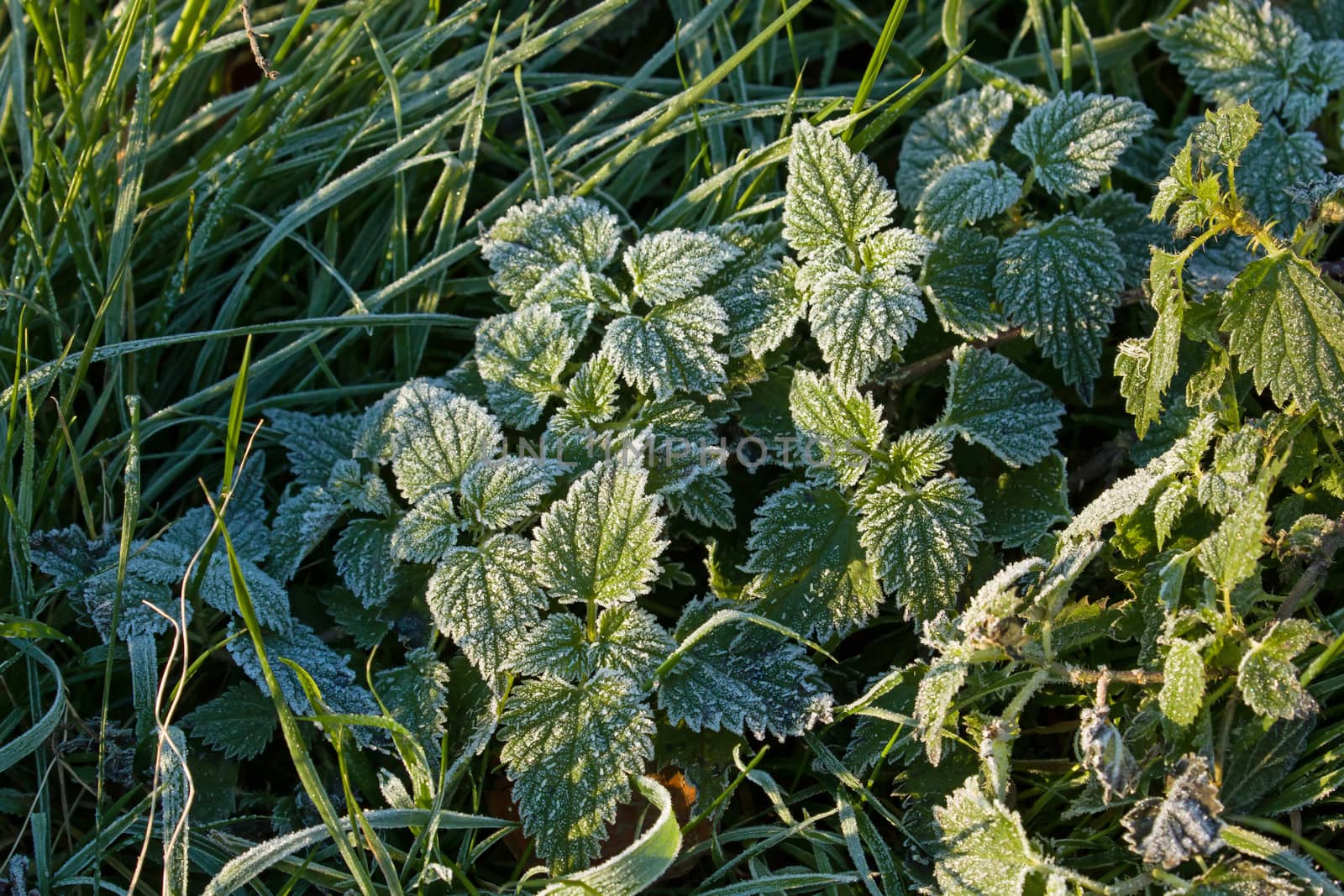 Stinging Nettles in Winter frost, glistening in sunlight.