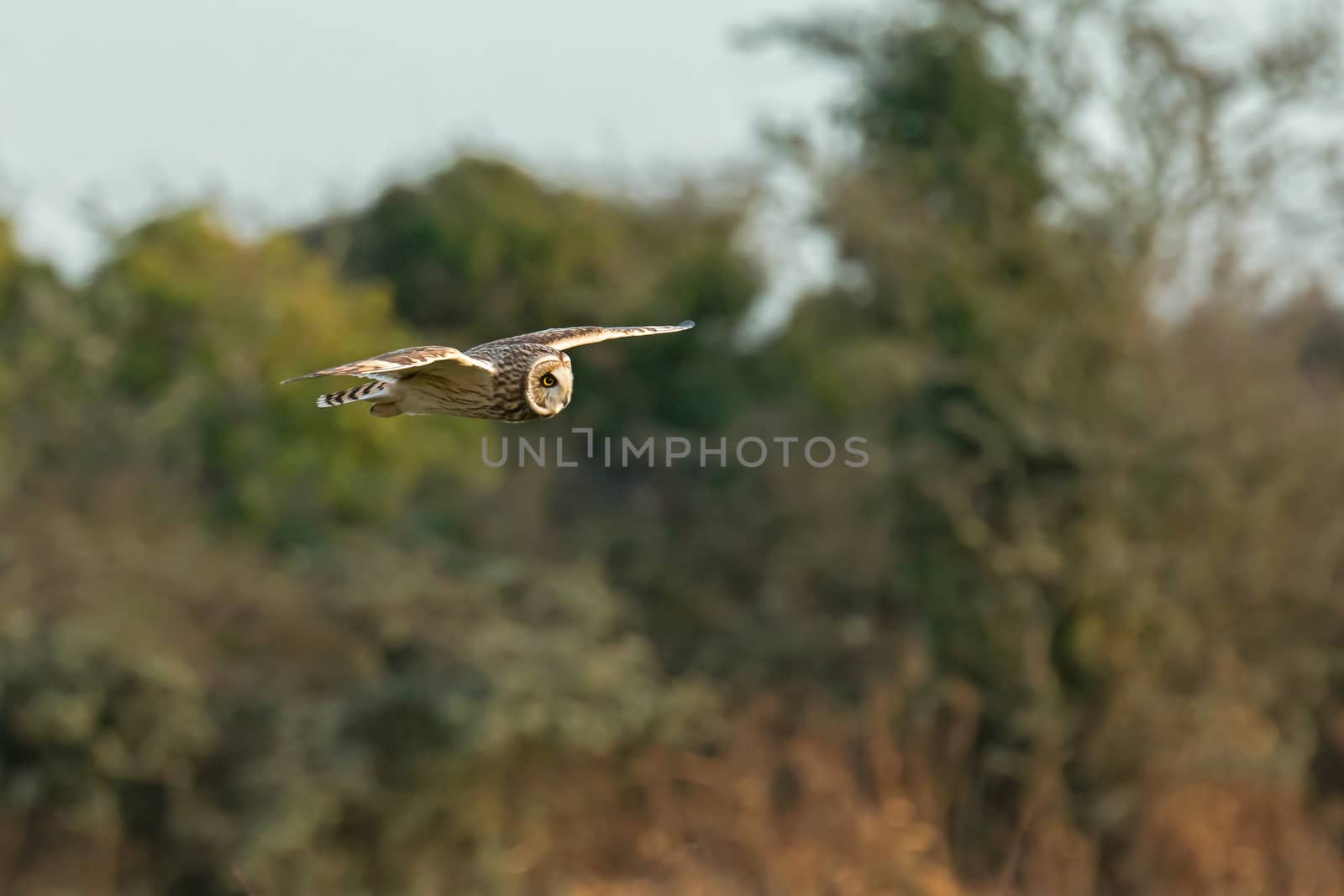 Short-eared Owl hunting over East Sussex Countryside