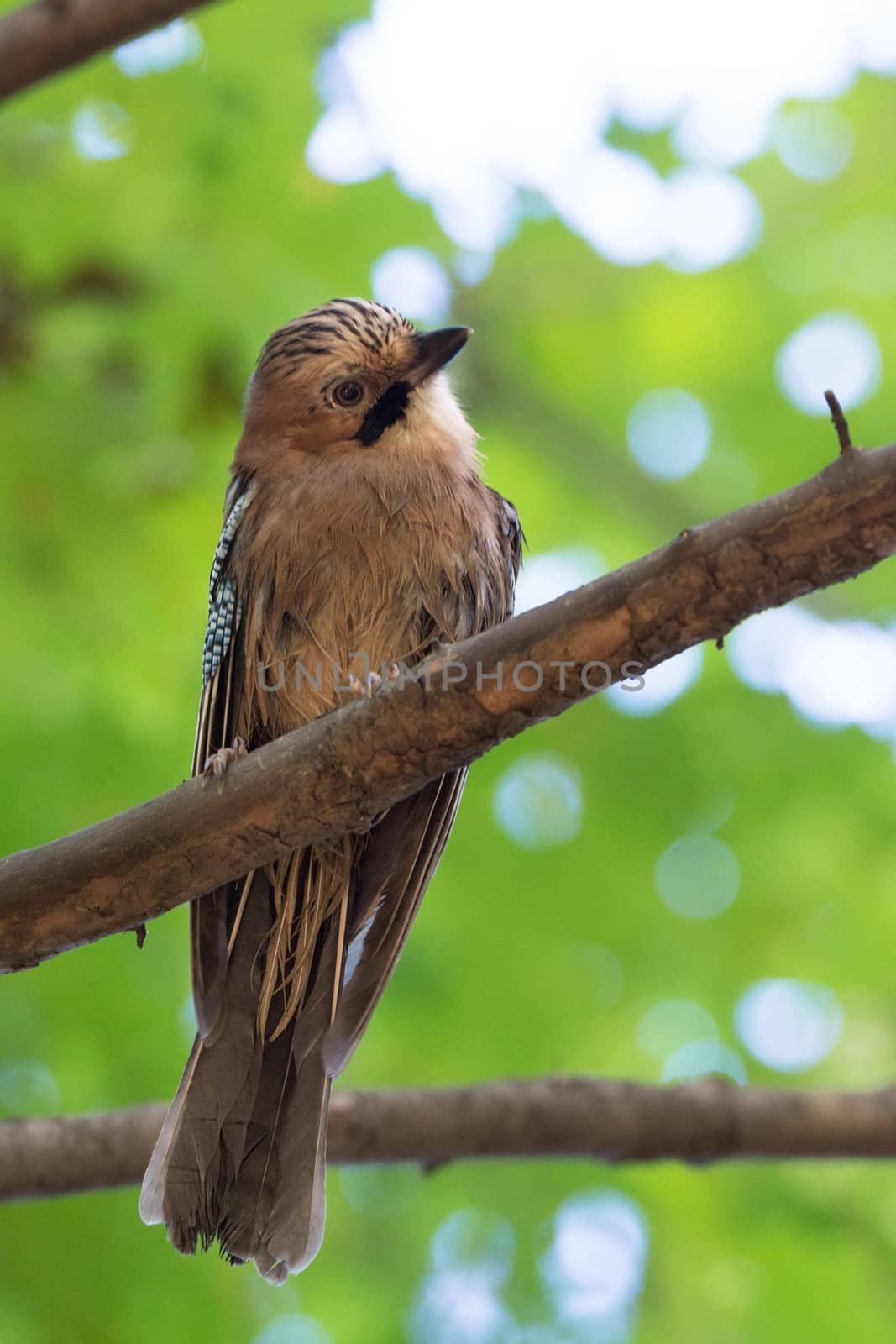 Garrulus glandarius on a branch by AlexBush