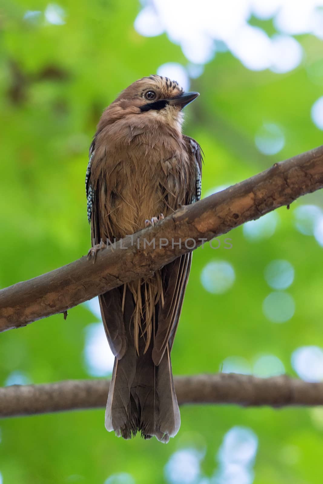 Garrulus glandarius on a branch by AlexBush