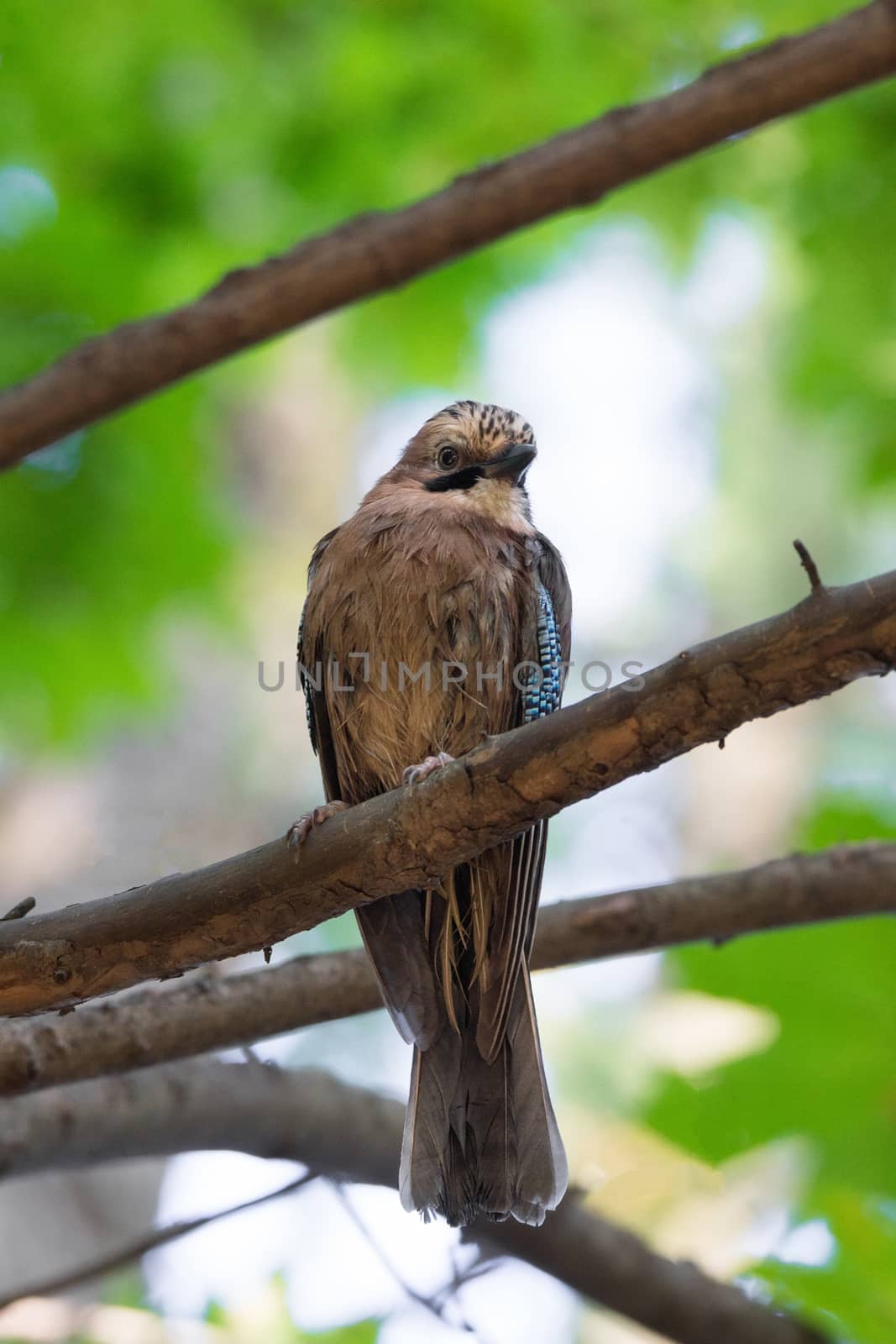 Garrulus glandarius on a branch, park, summer, autumn