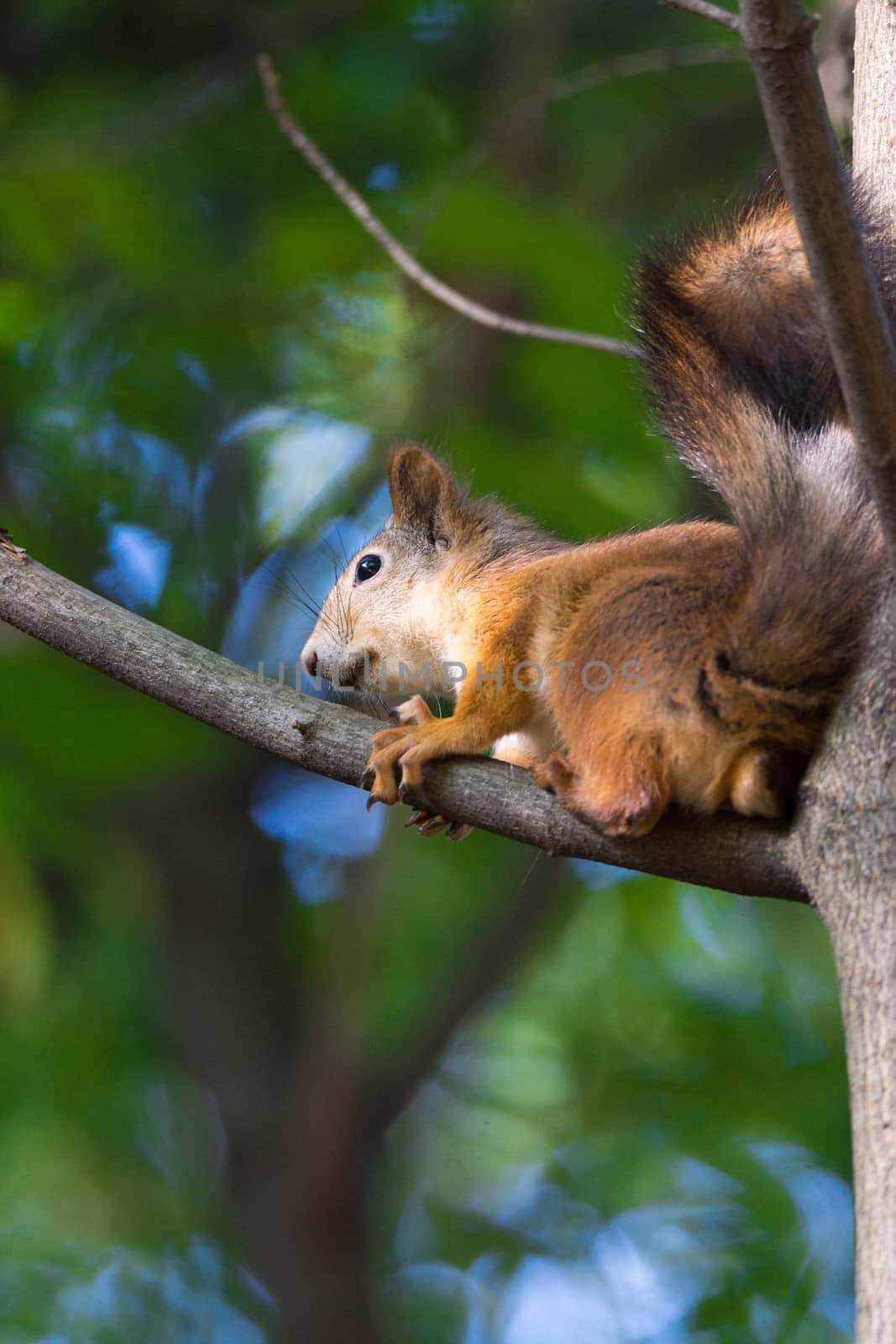 squirrel on a branch by AlexBush