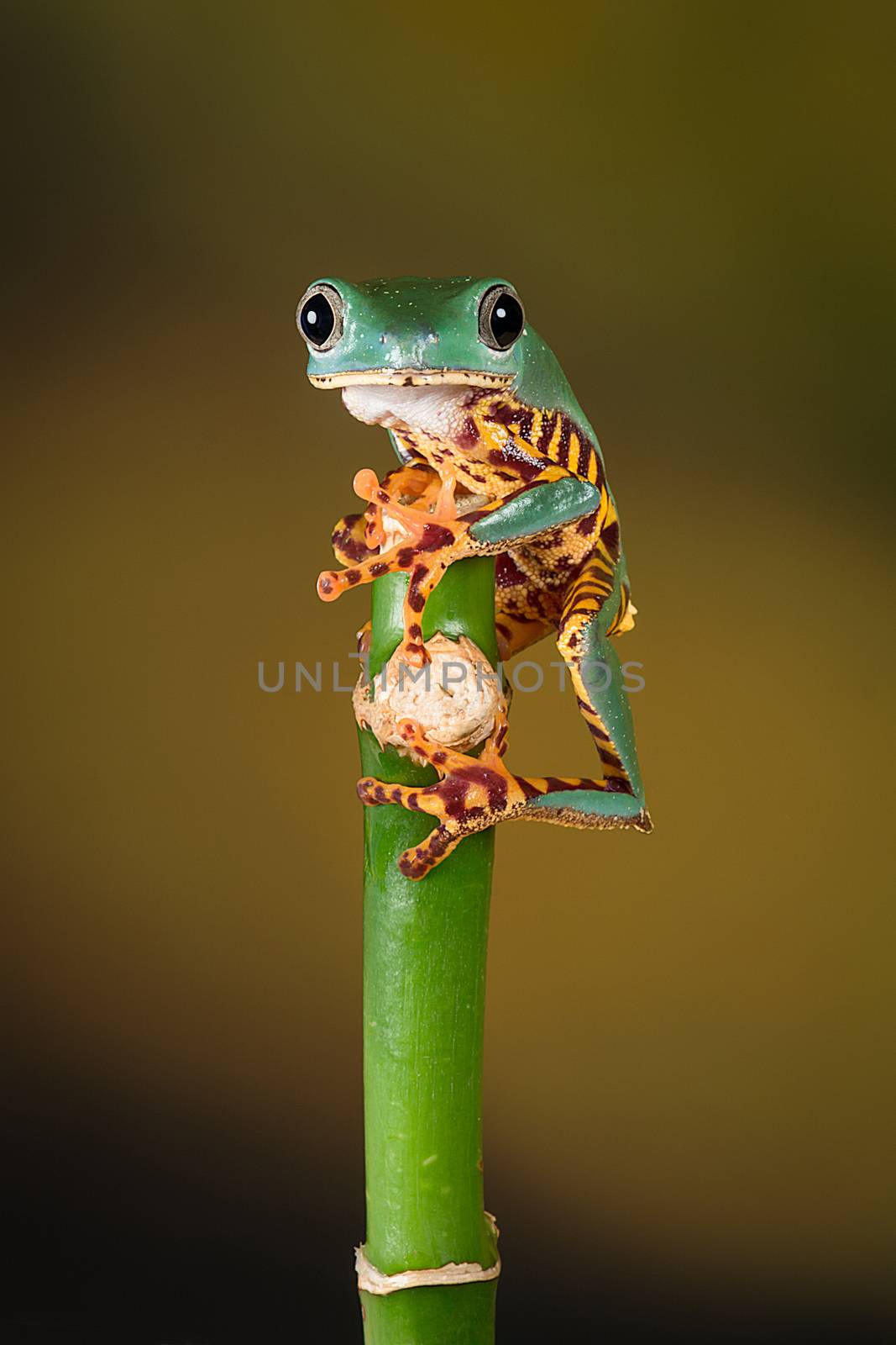 close image of a tiger leg tree frog balancing on the top of a bamboo shoot and staring forward