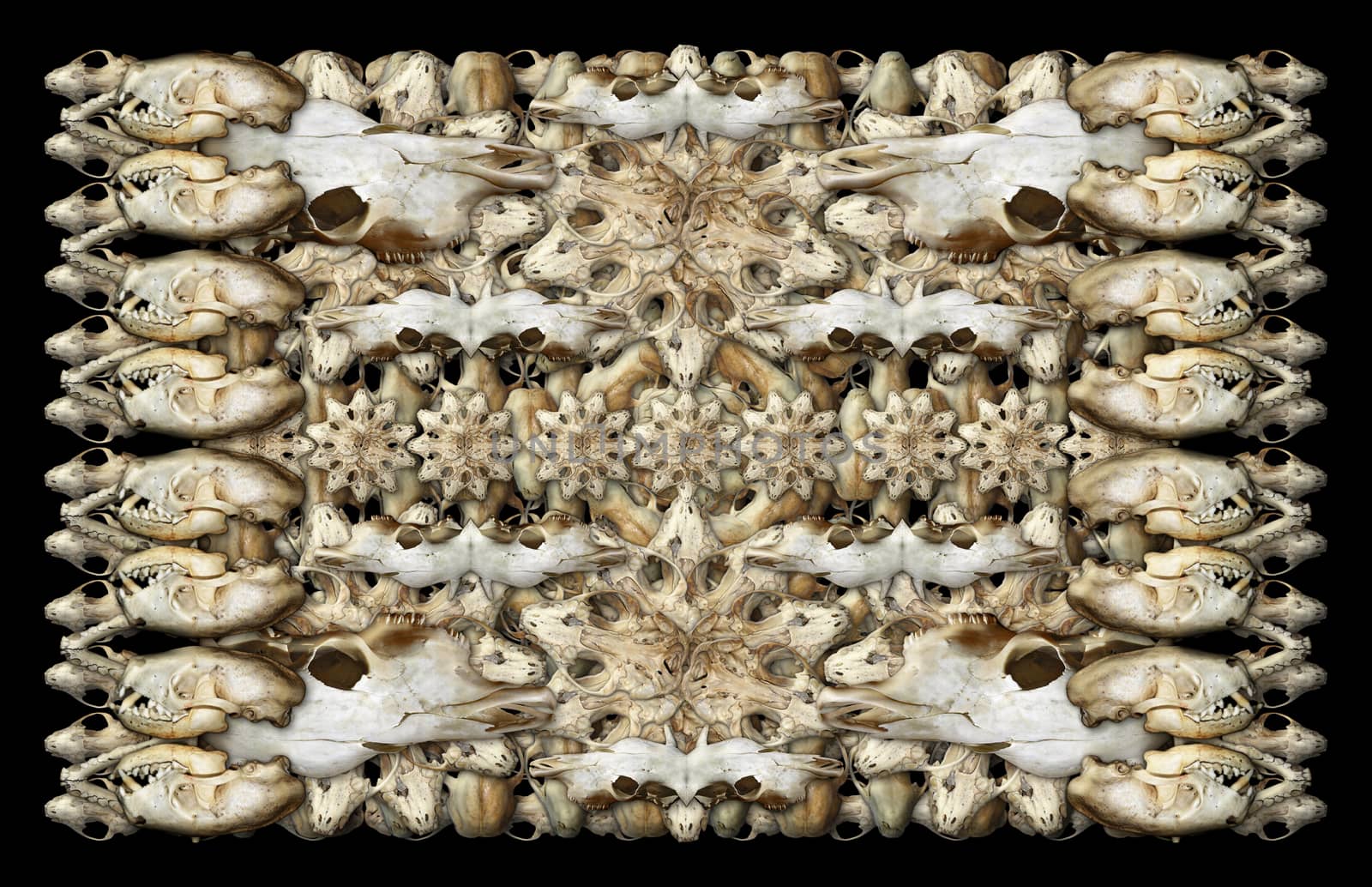 Digital composite of my photographs of the skulls of various mammals.