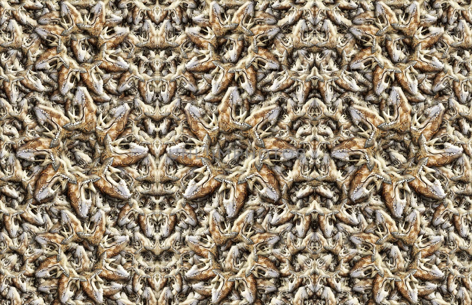 Digital composite of my photographs of the skulls of various mammals.