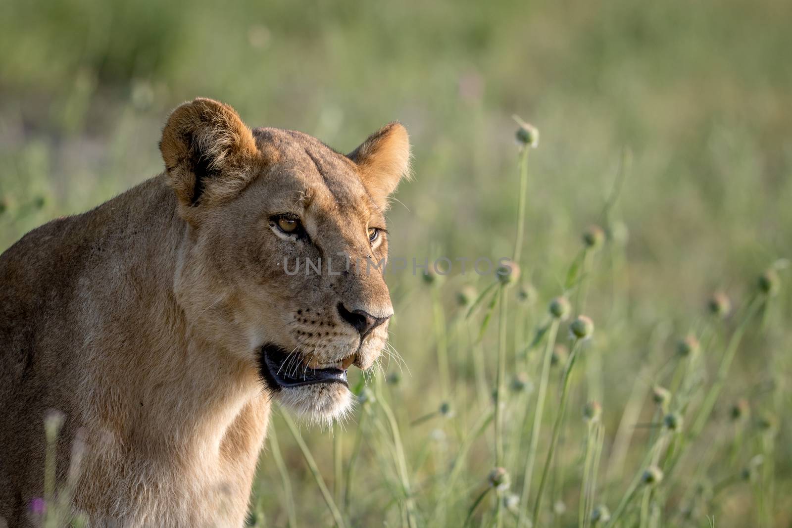 Side profile of a Lion in the grass in the Chobe National Park, Botswana.