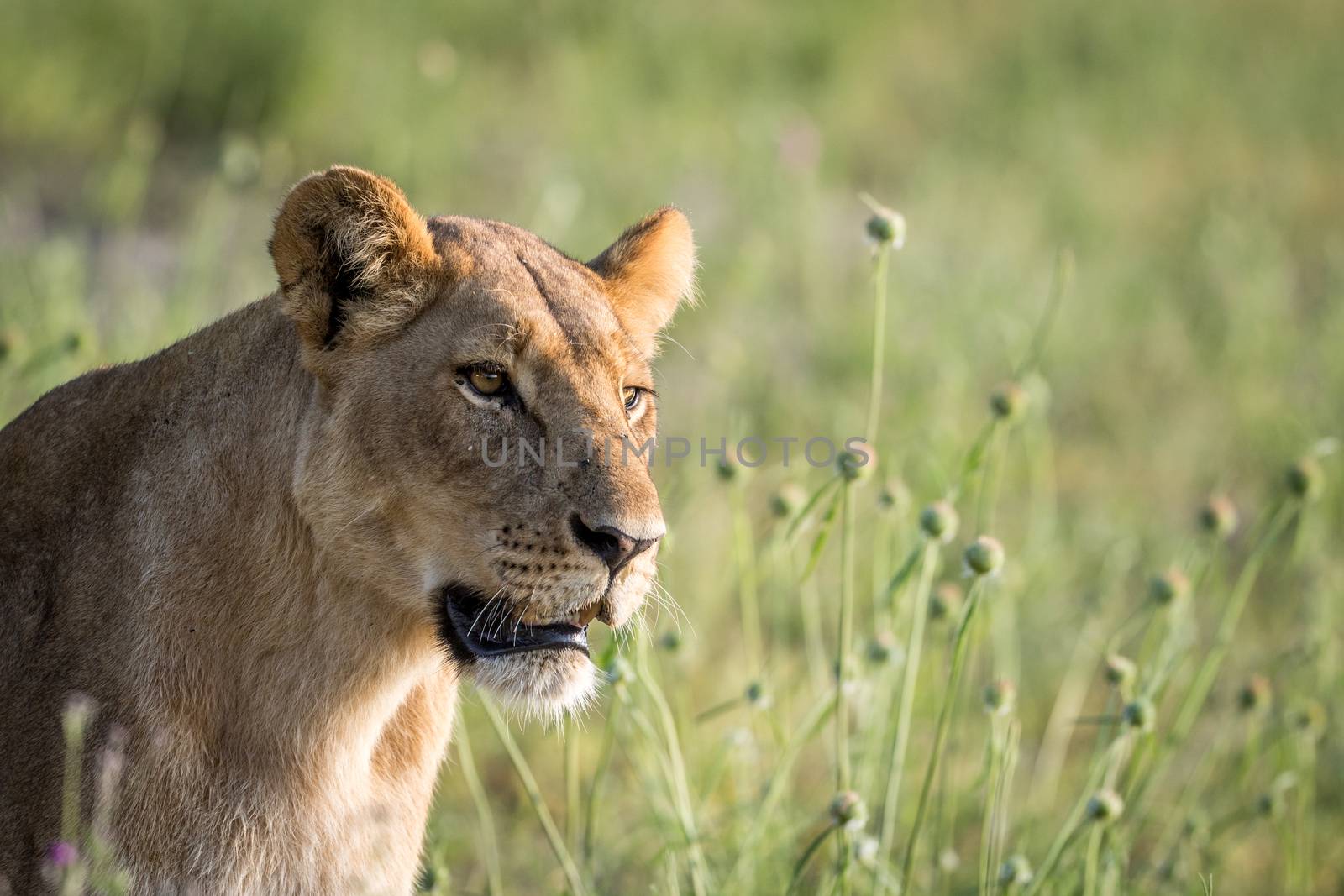 Side profile of a Lion in the grass in the Chobe National Park, Botswana.