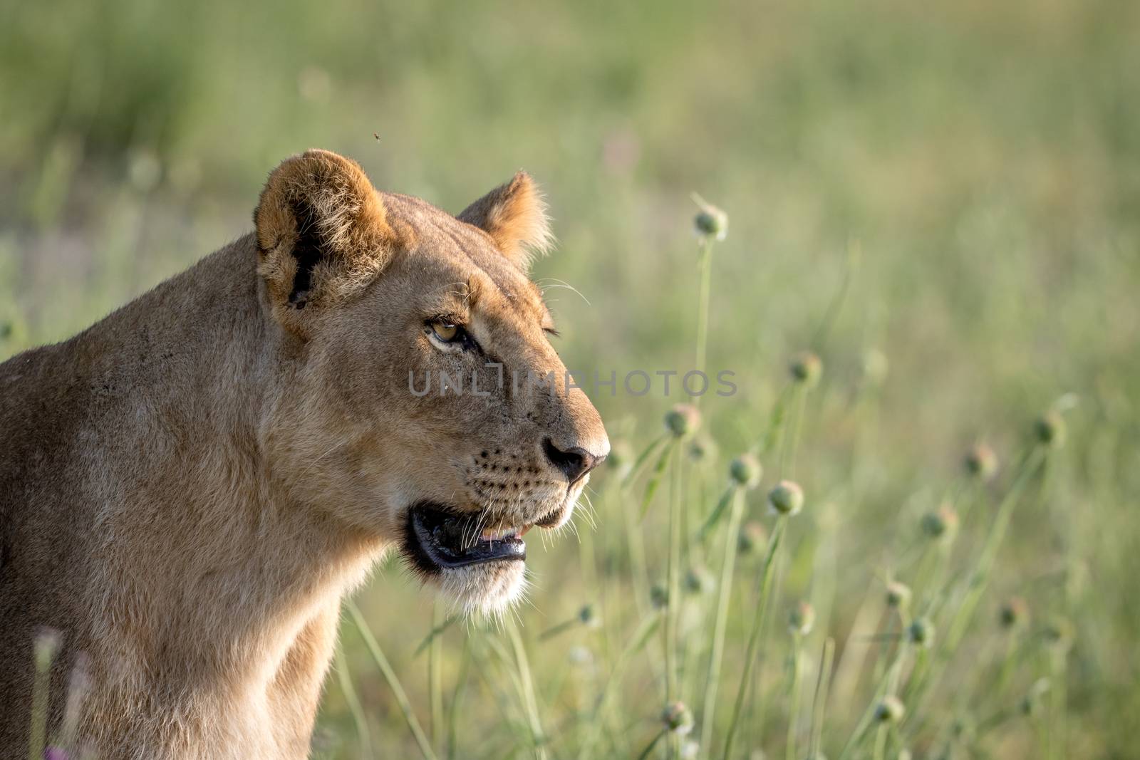 Side profile of a Lion in the grass in the Chobe National Park, Botswana.