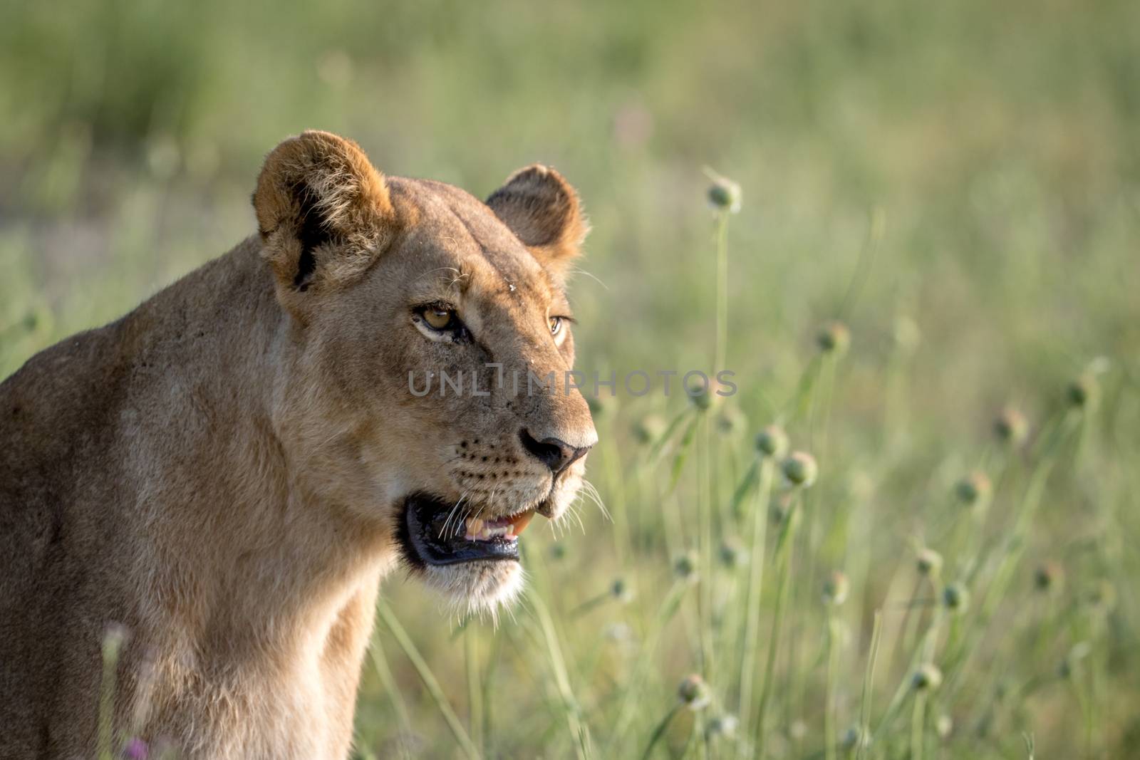 Side profile of a Lion in the grass. by Simoneemanphotography