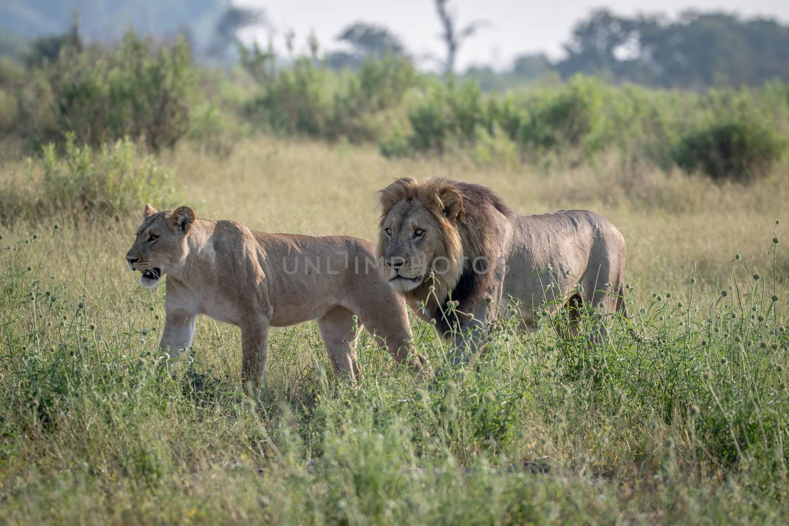 Lion mating couple walking in the grass in the Chobe National Park, Botswana.