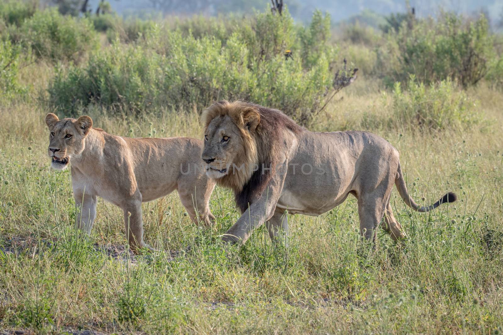 Lion mating couple walking in the grass. by Simoneemanphotography