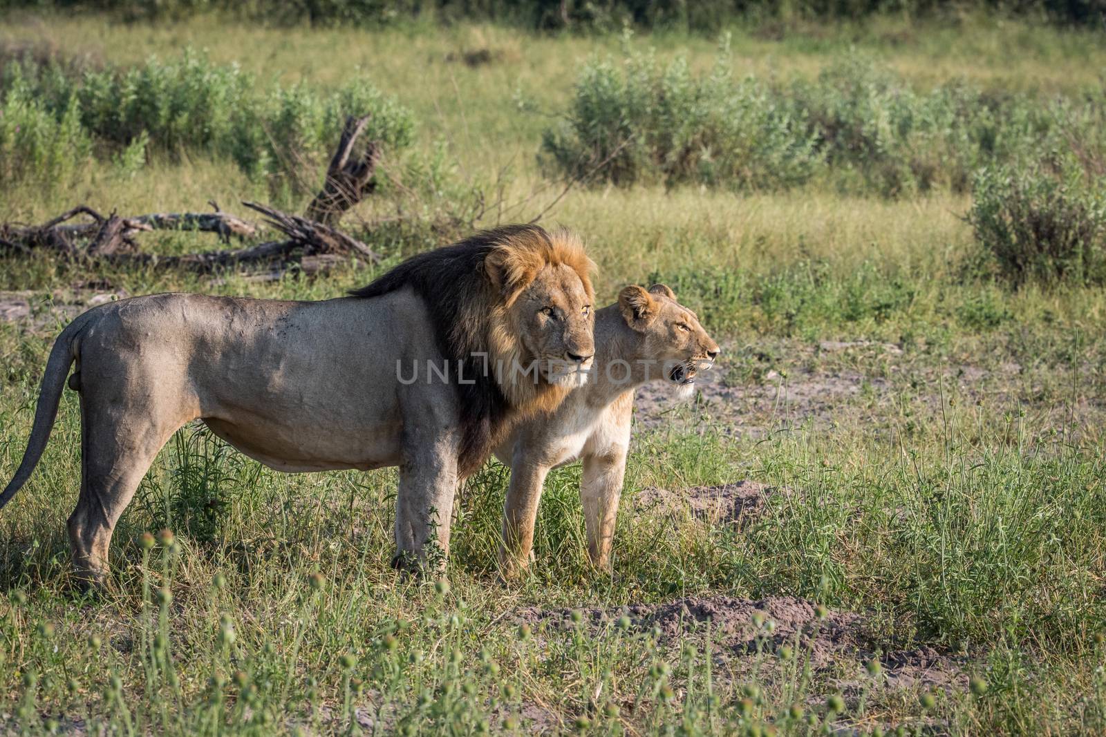 Lion mating couple standing in the grass in the Chobe National Park, Botswana.