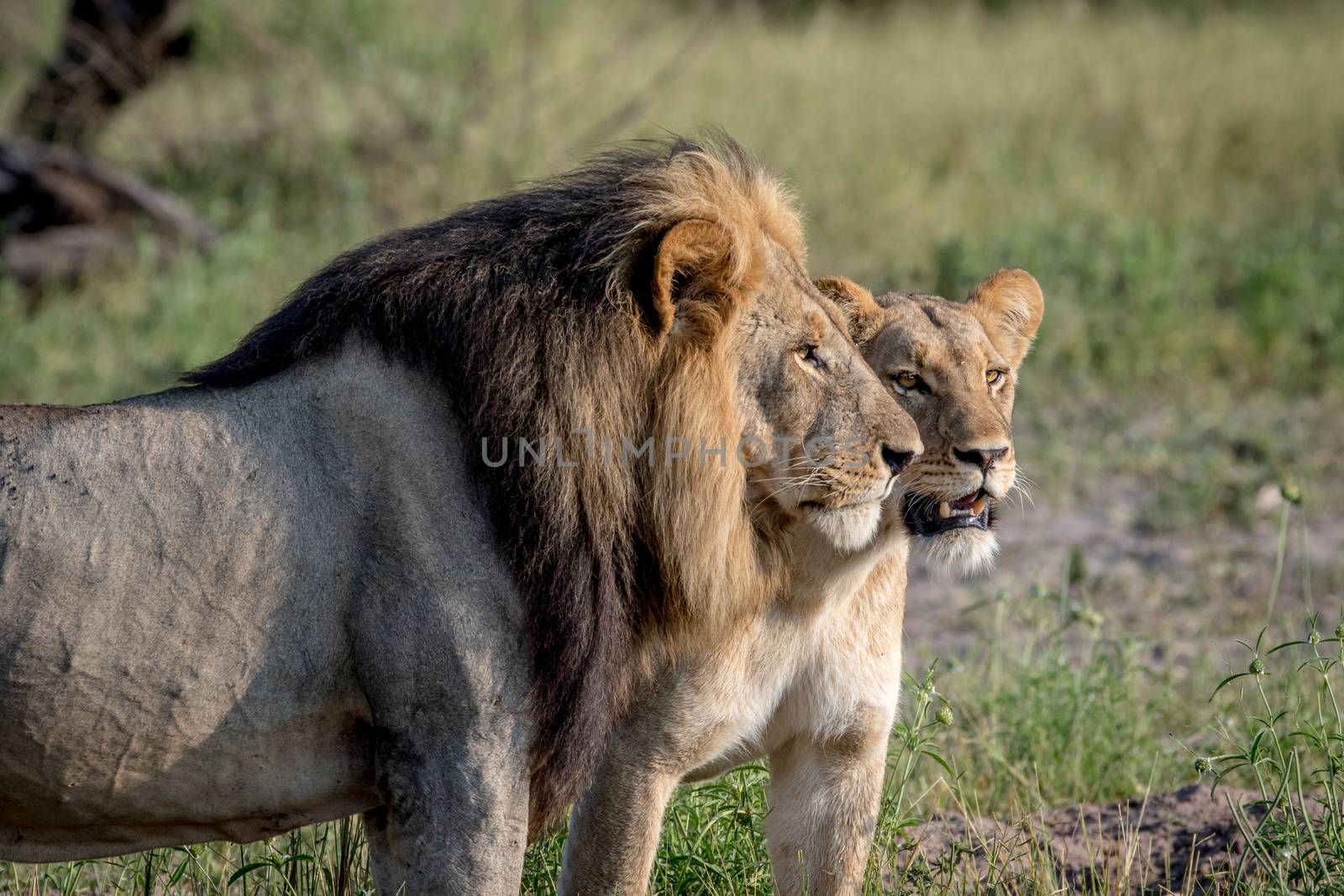 Lion mating couple standing in the grass. by Simoneemanphotography