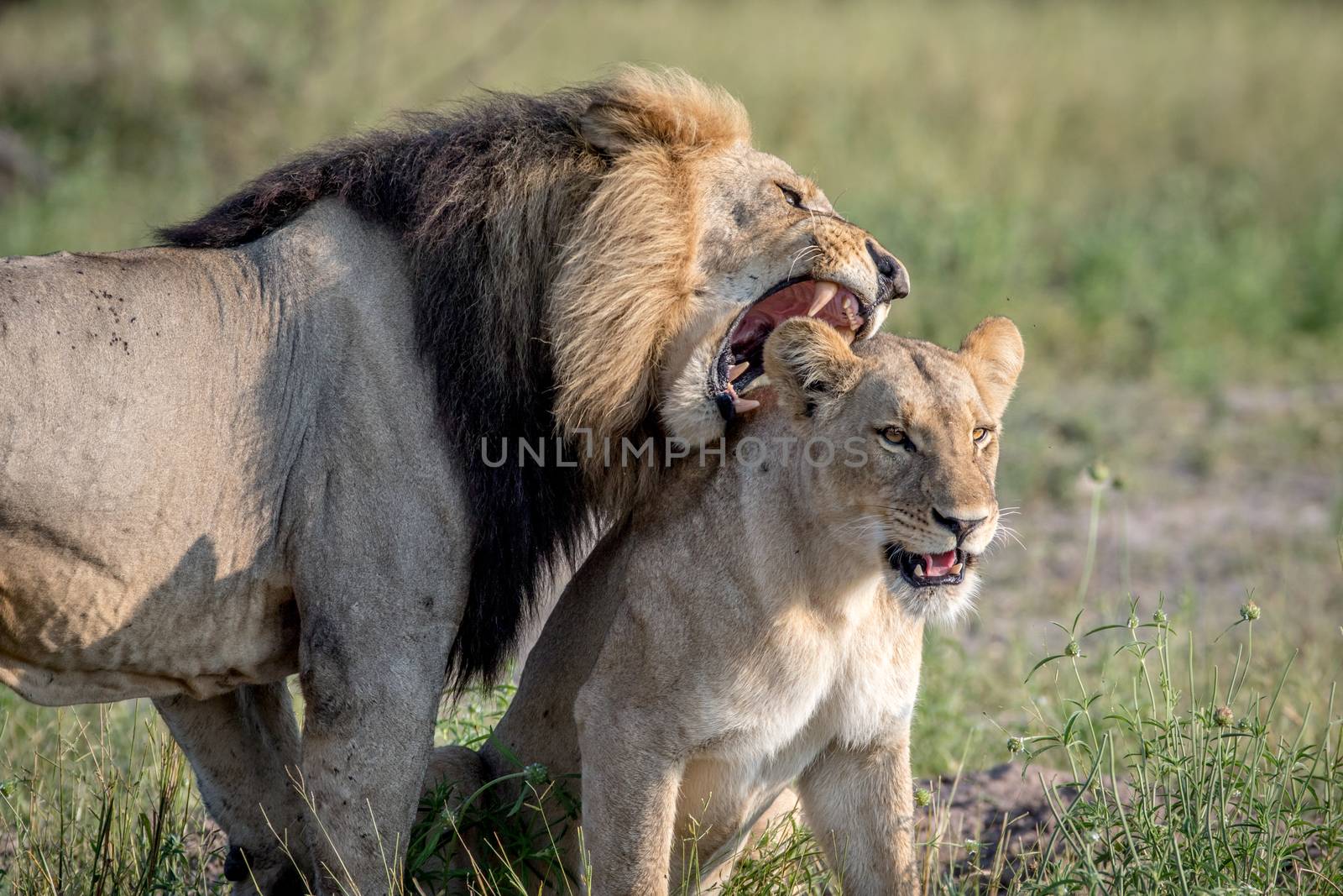 Lion mating couple standing in the grass in the Chobe National Park, Botswana.