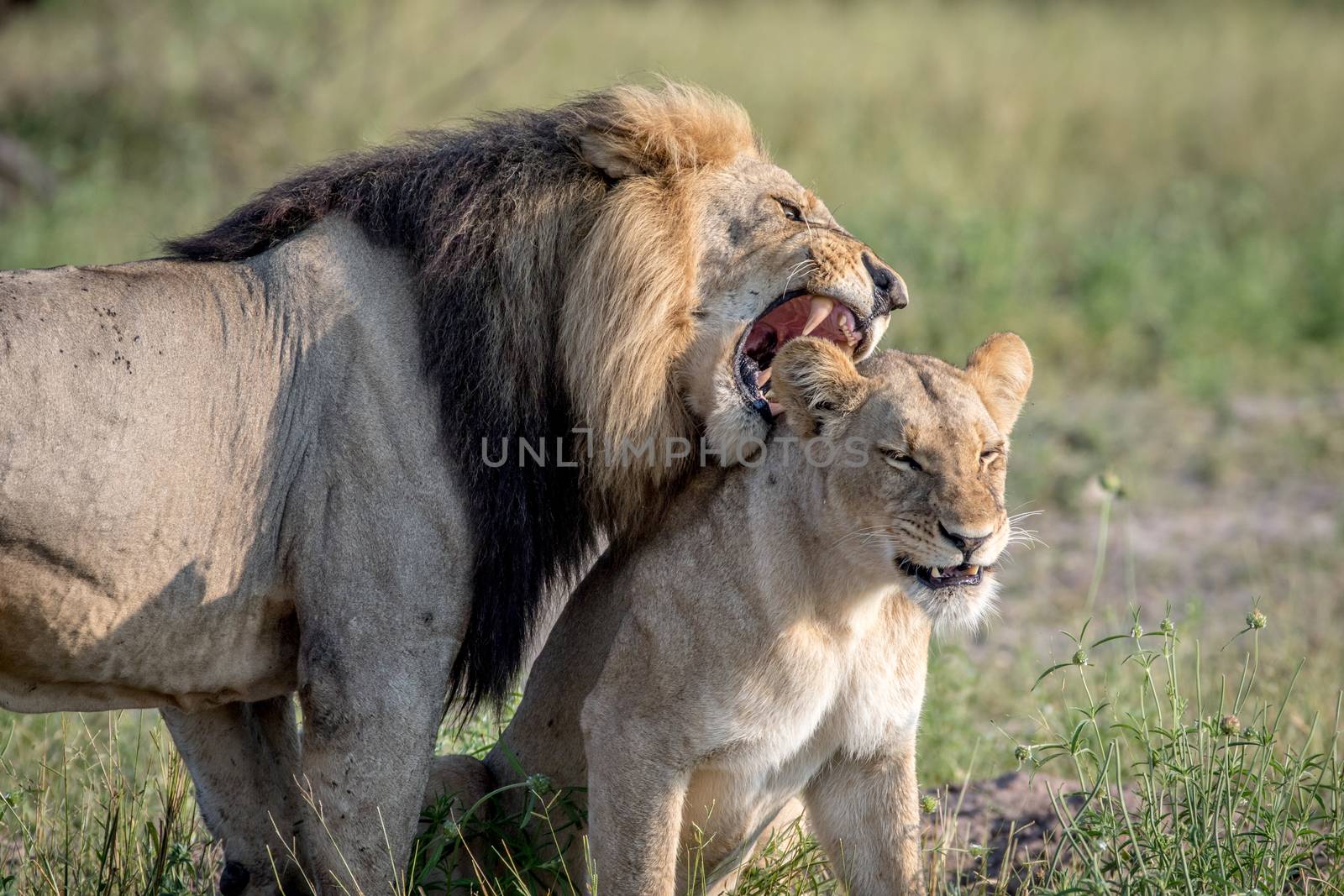 Lion mating couple standing in the grass. by Simoneemanphotography