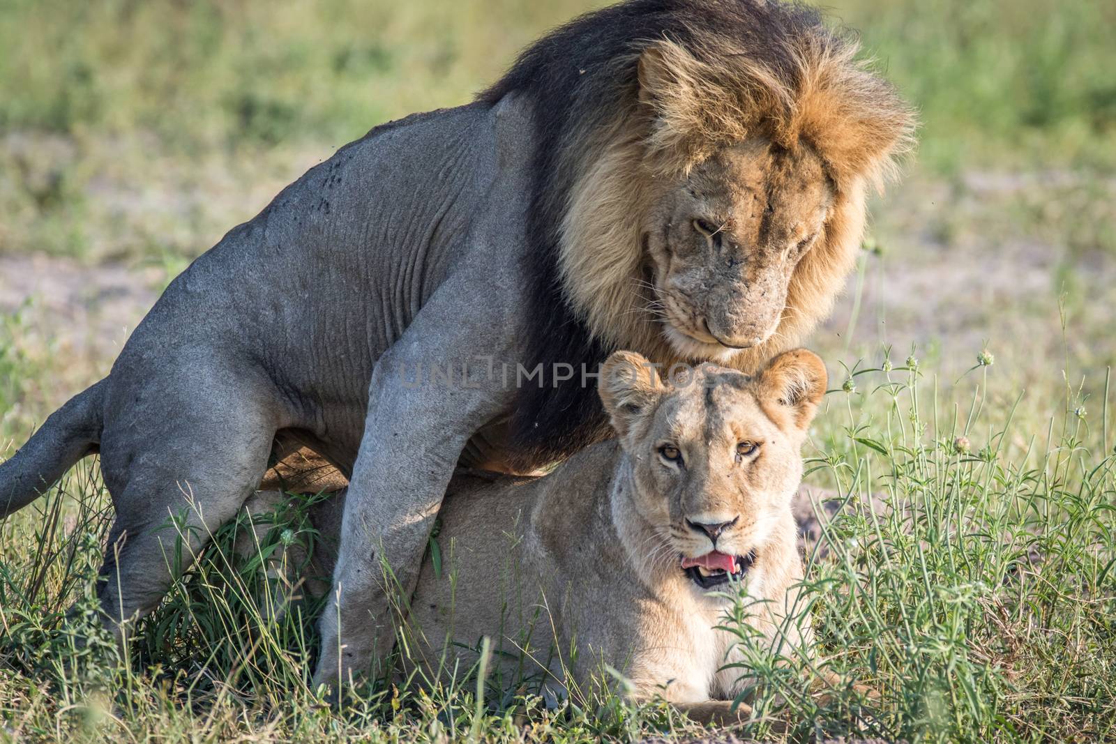 Lions mating in the grass in Chobe. by Simoneemanphotography