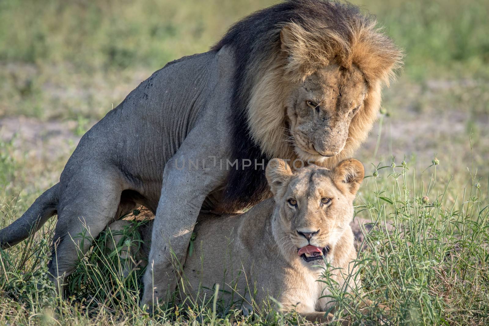 Lions mating in the grass in the Chobe National Park, Botswana.