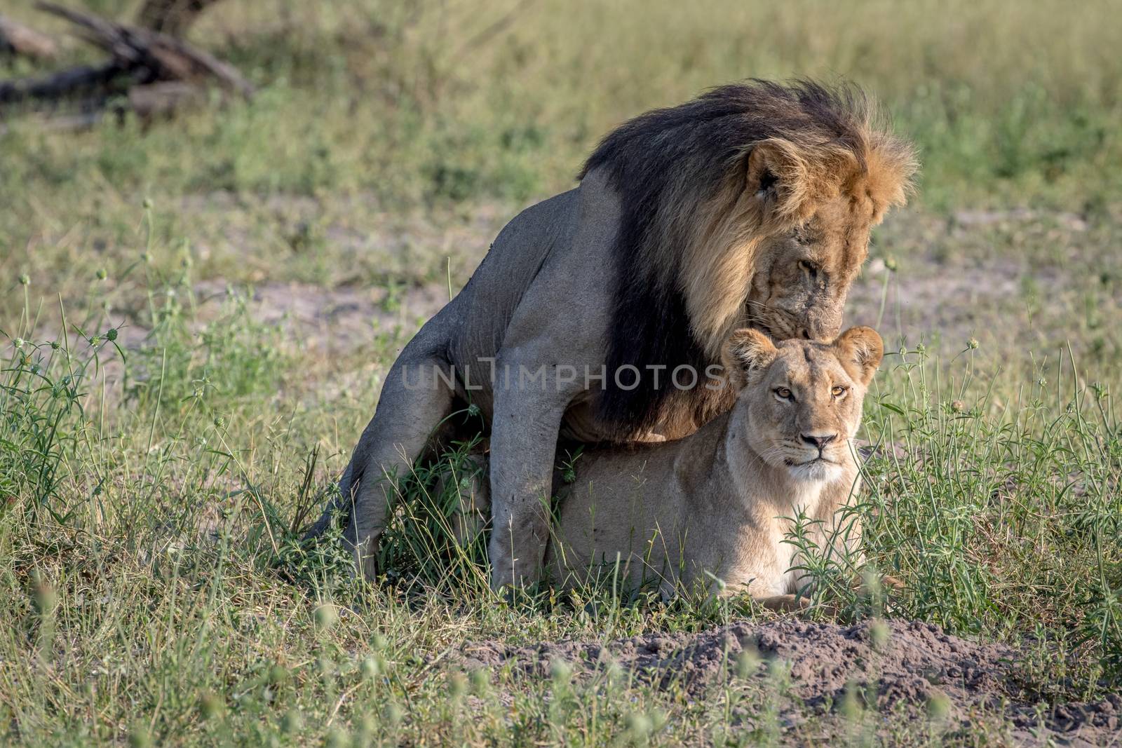 Lions mating in the grass in Chobe. by Simoneemanphotography