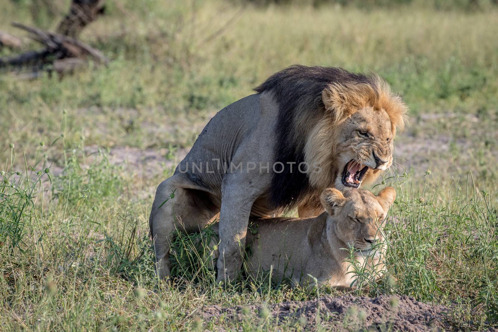 Lions mating in the grass in the Chobe National Park, Botswana.