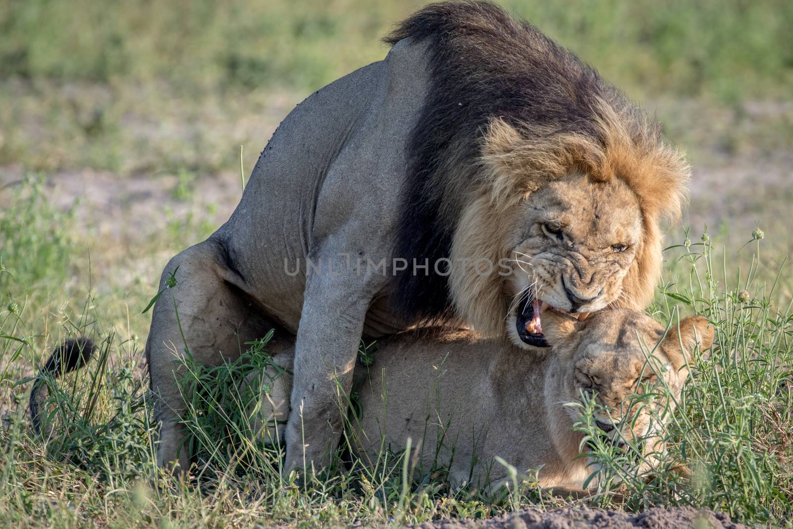 Lions mating in the grass in the Chobe National Park, Botswana.