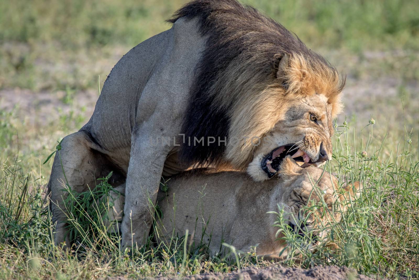 Lions mating in the grass in the Chobe National Park, Botswana.