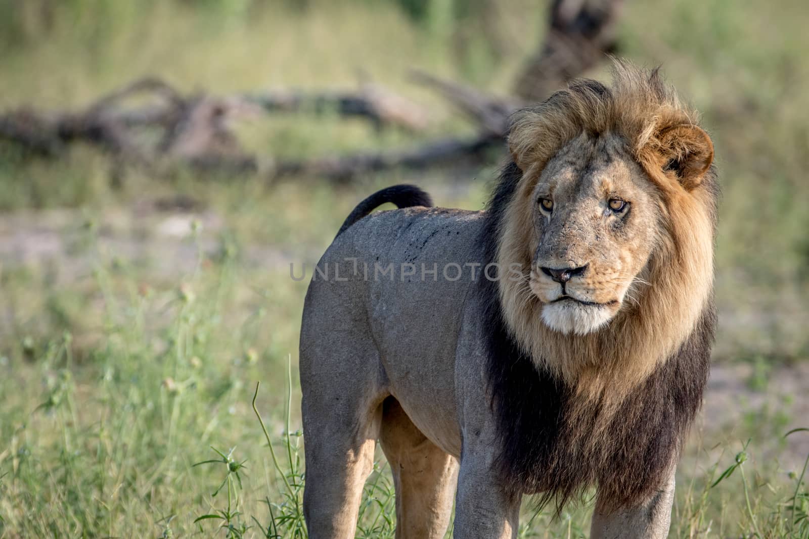 Big male Lion standing in the grass in the Chobe National Park, Botswana.
