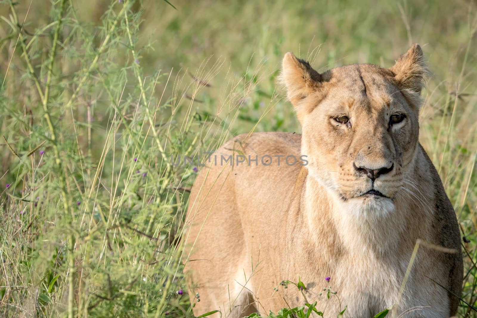 Lion standing in the high grass and starring in the Chobe National Park, Botswana.