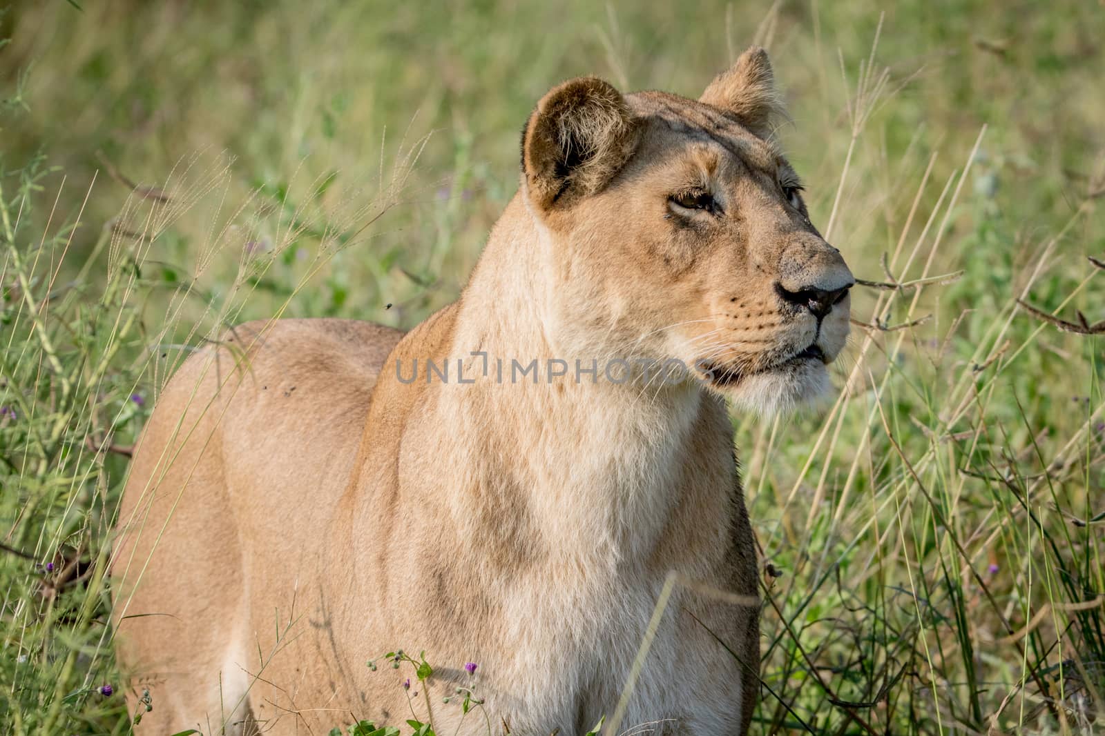 Lion standing in the high grass and starring. by Simoneemanphotography