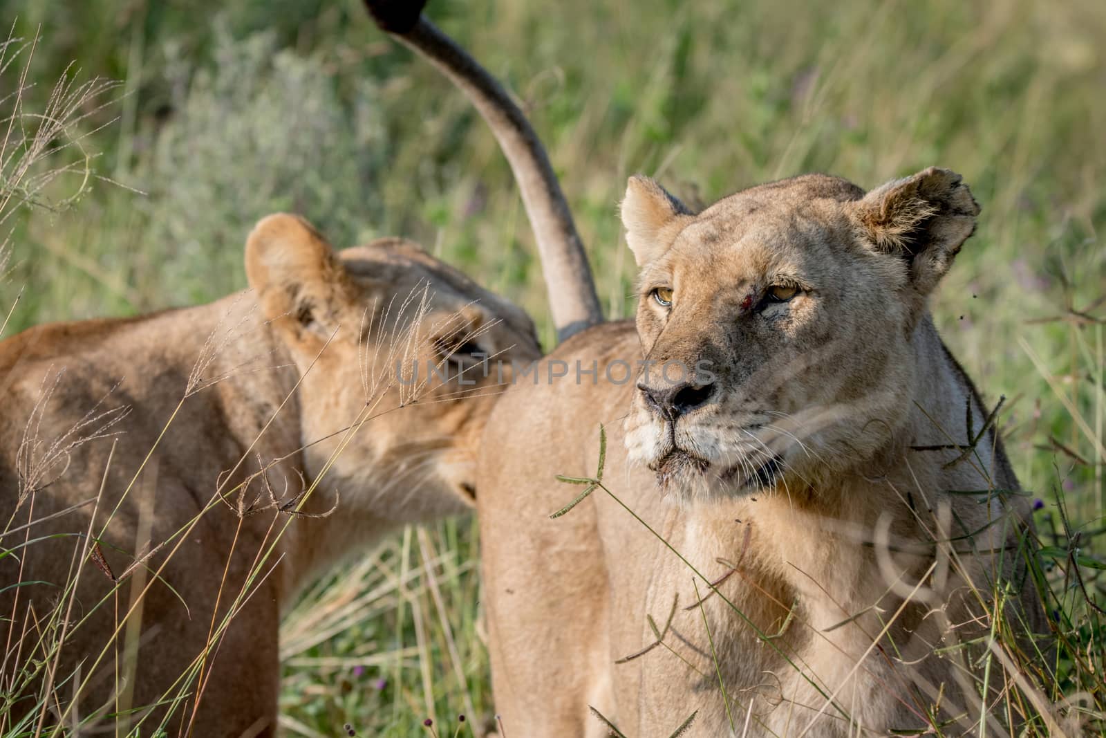 Two Lions bonding in the grass in the Chobe National Park, Botswana.