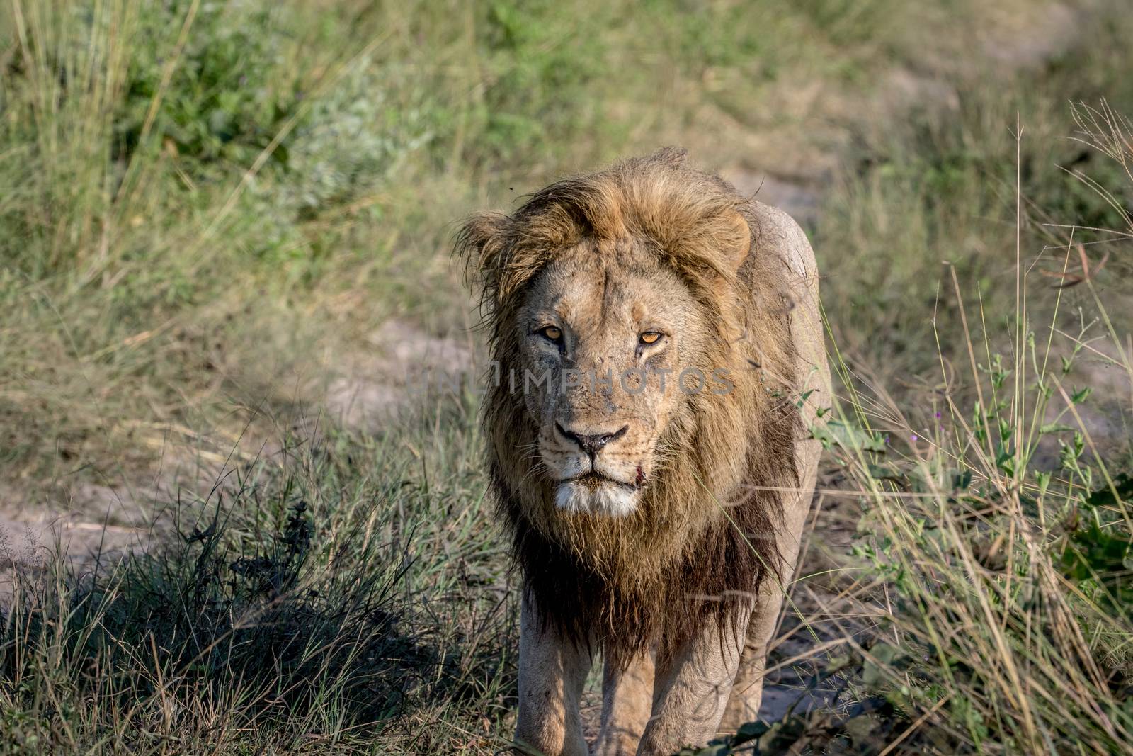 Big male Lion walking towards the camera in the Chobe National Park, Botswana.