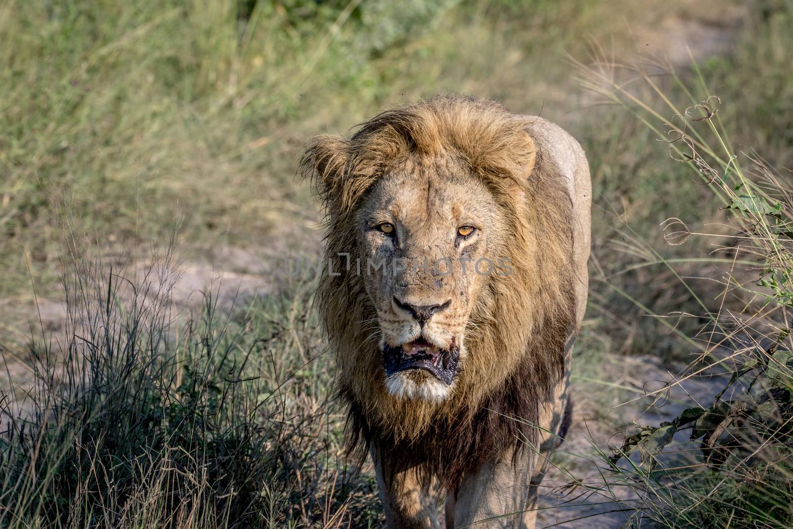 Big male Lion walking towards the camera in the Chobe National Park, Botswana.