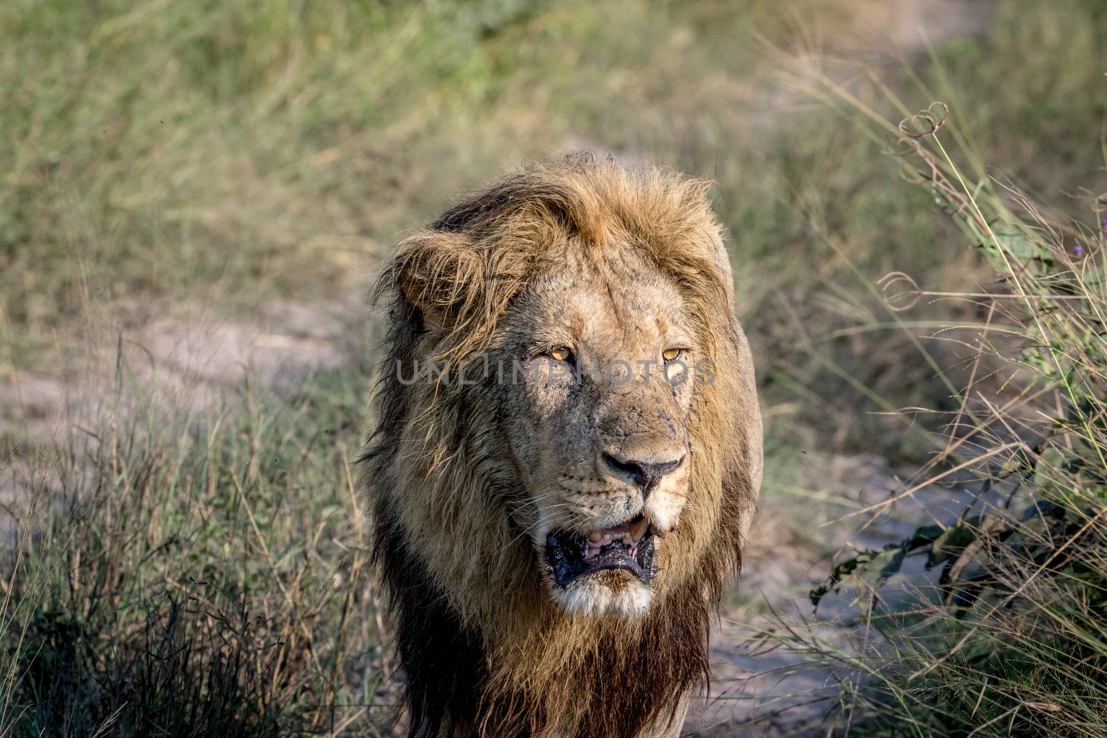 Big male Lion walking towards the camera in the Chobe National Park, Botswana.