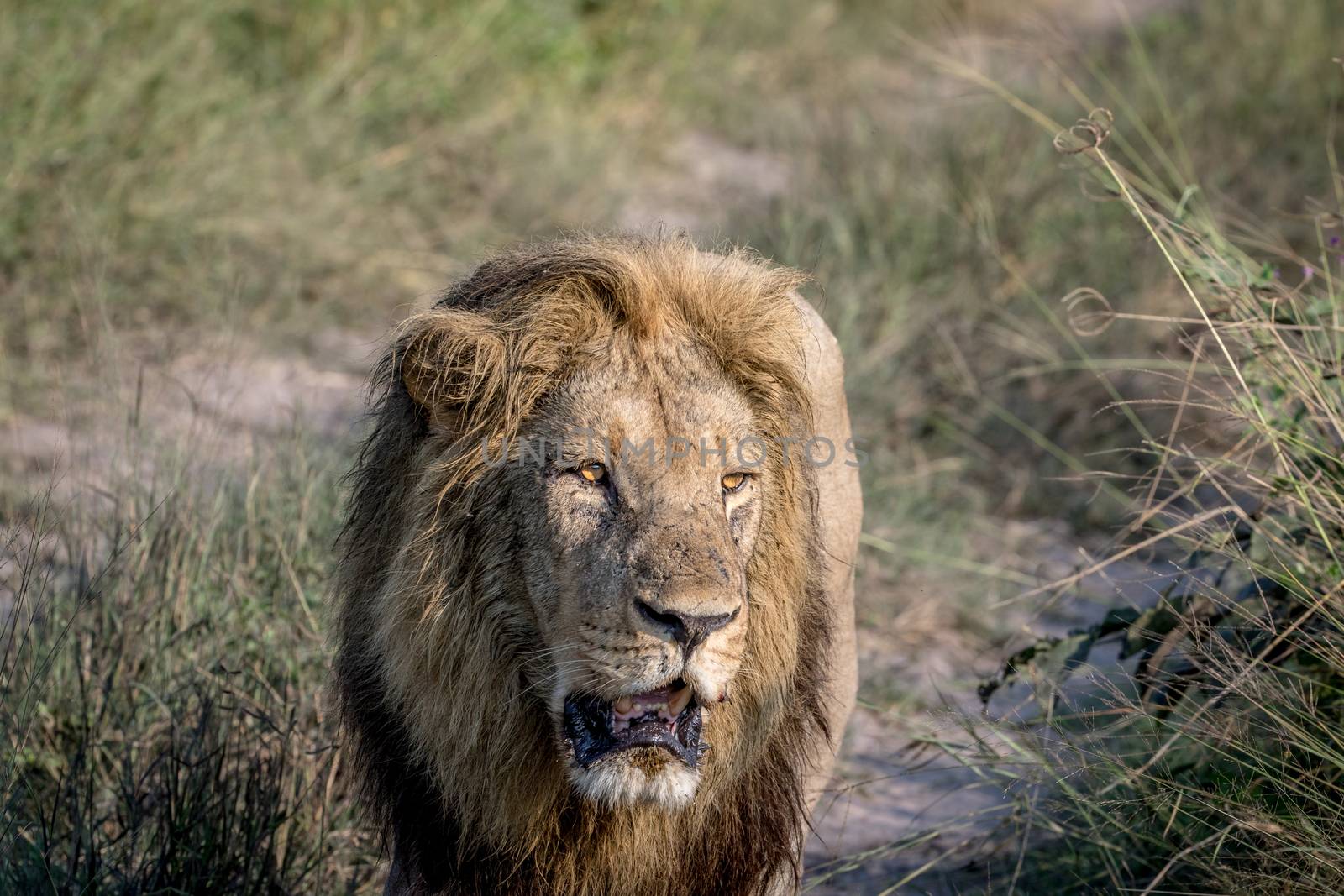 Big male Lion walking towards the camera. by Simoneemanphotography