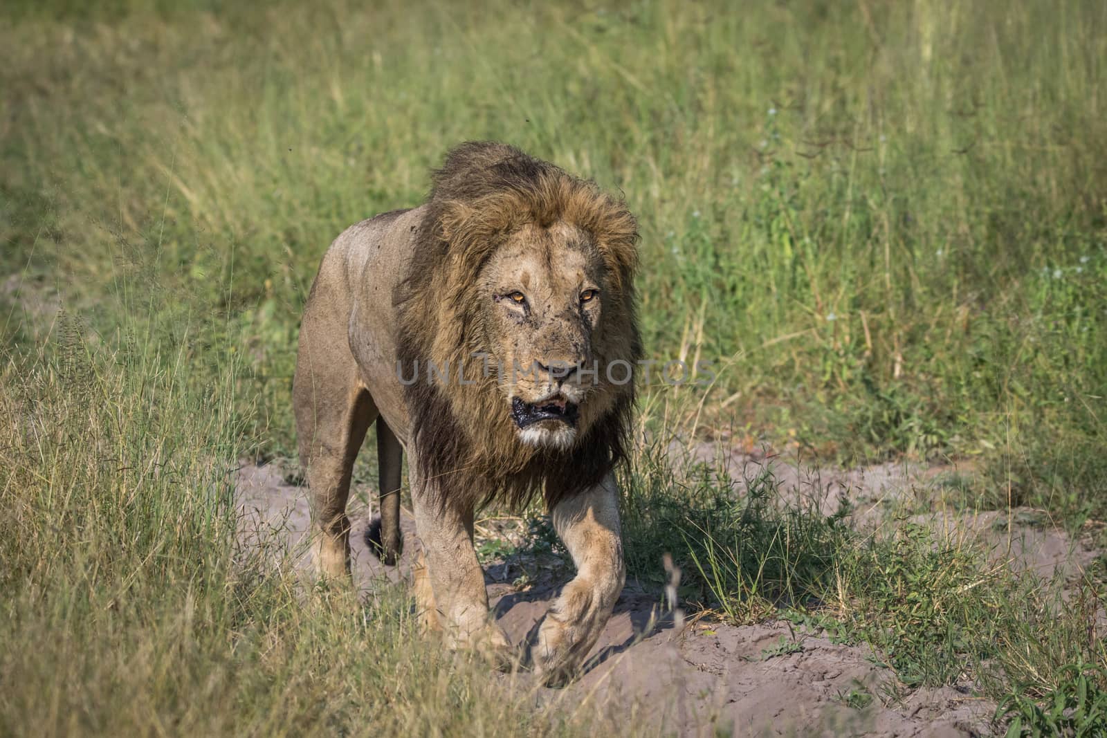 Big male Lion walking on the road in the Chobe National Park, Botswana.