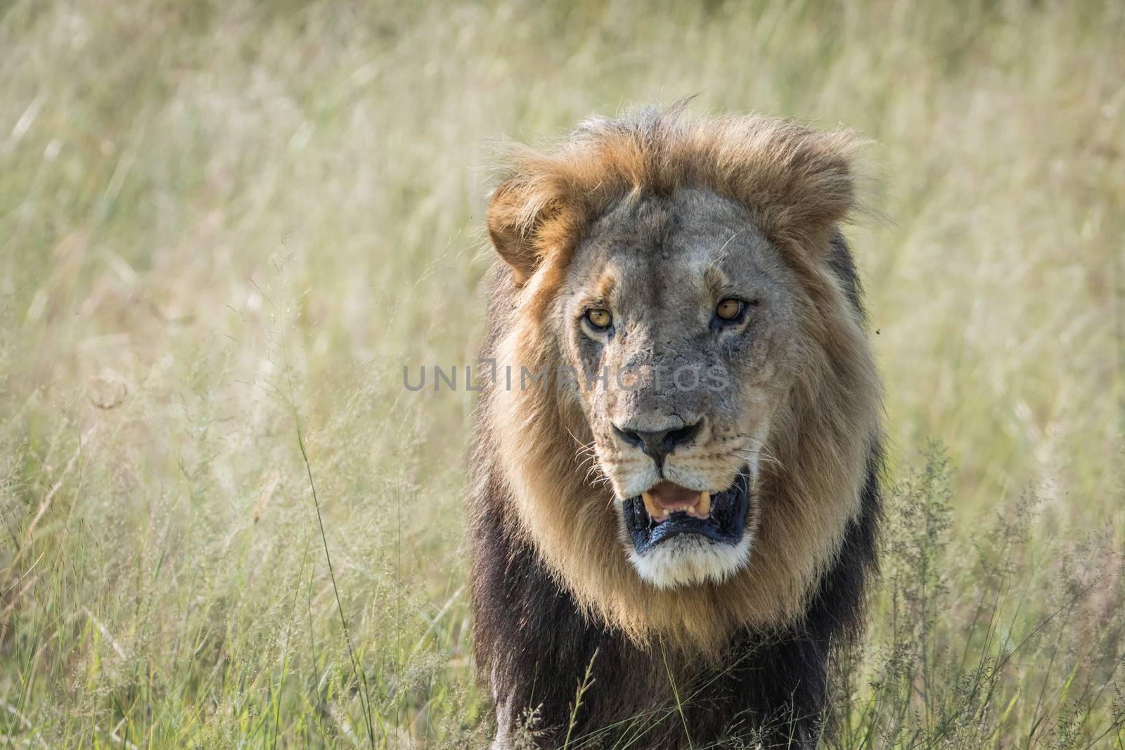 Big male Lion walking towards the camera in the Chobe National Park, Botswana.