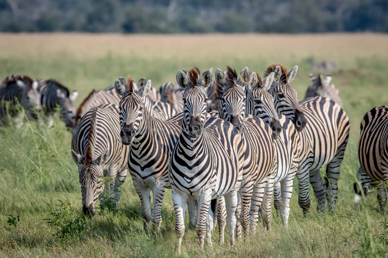 Group of Zebras starring at the camera in the Chobe National Park, Botswana.