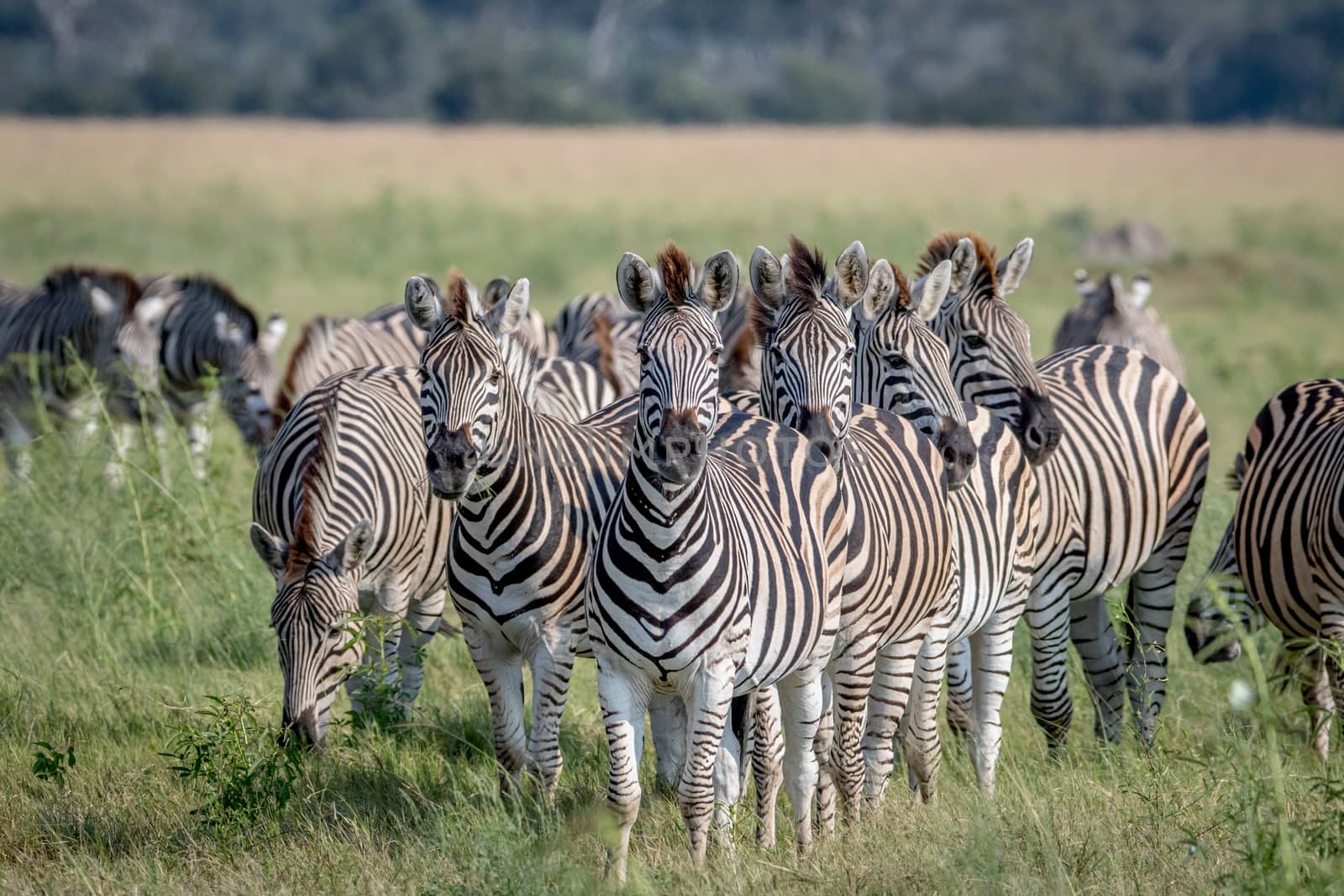 Group of Zebras starring at the camera in the Chobe National Park, Botswana.