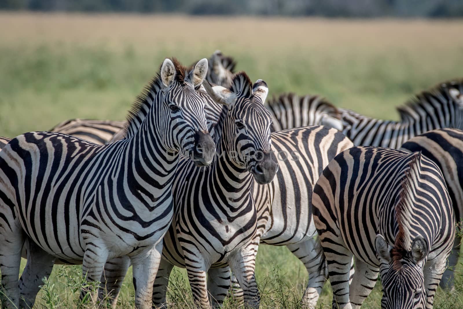 Two Zebras starring at the camera. by Simoneemanphotography