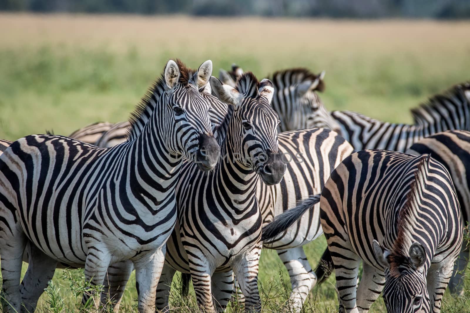 Two Zebras starring at the camera in the Chobe National Park, Botswana.