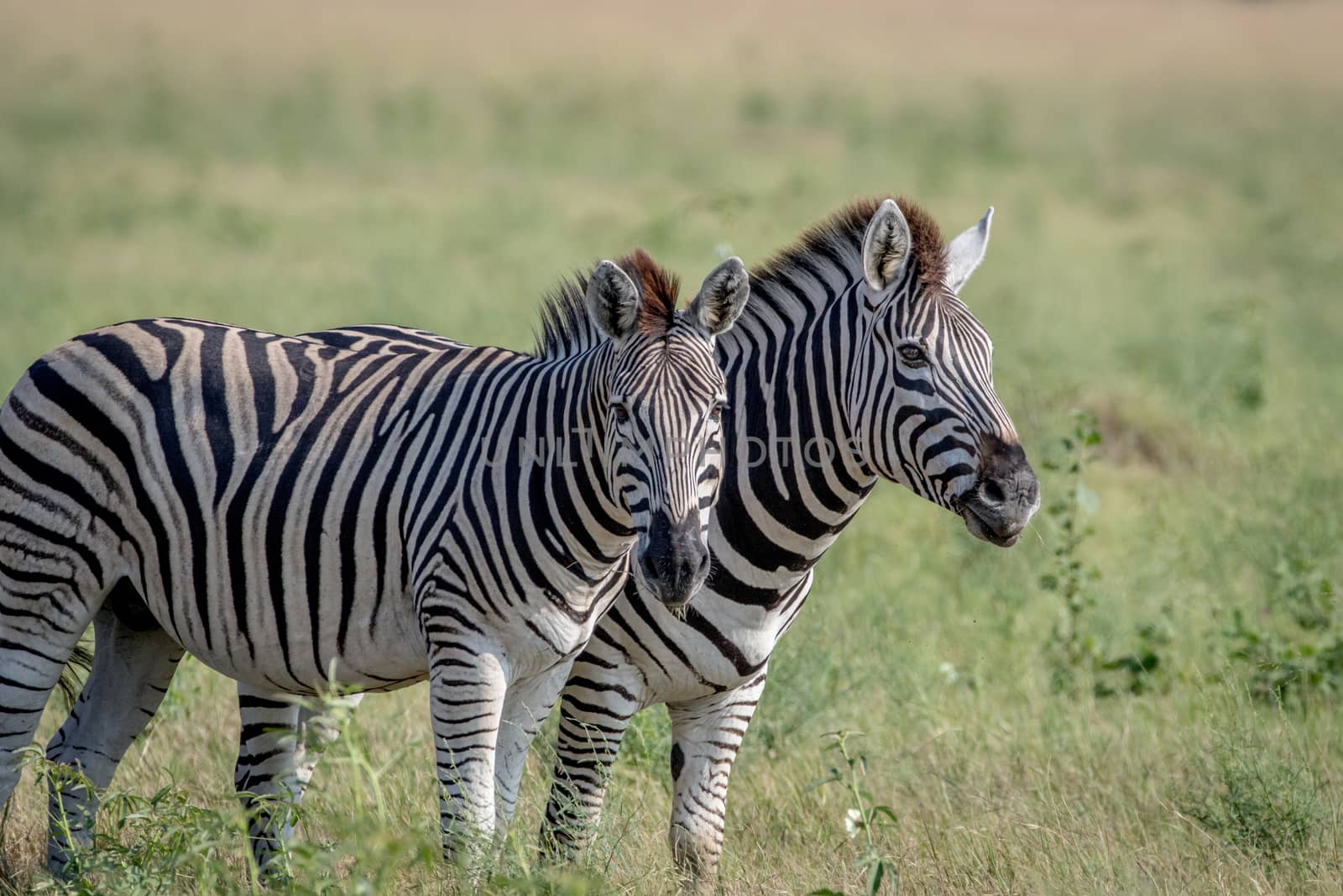 Two Zebras starring at the camera in the Chobe National Park, Botswana.