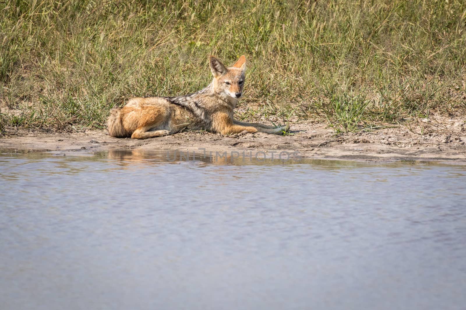 Black-backed jackal resting next to the water in the Chobe National Park, Botswana.