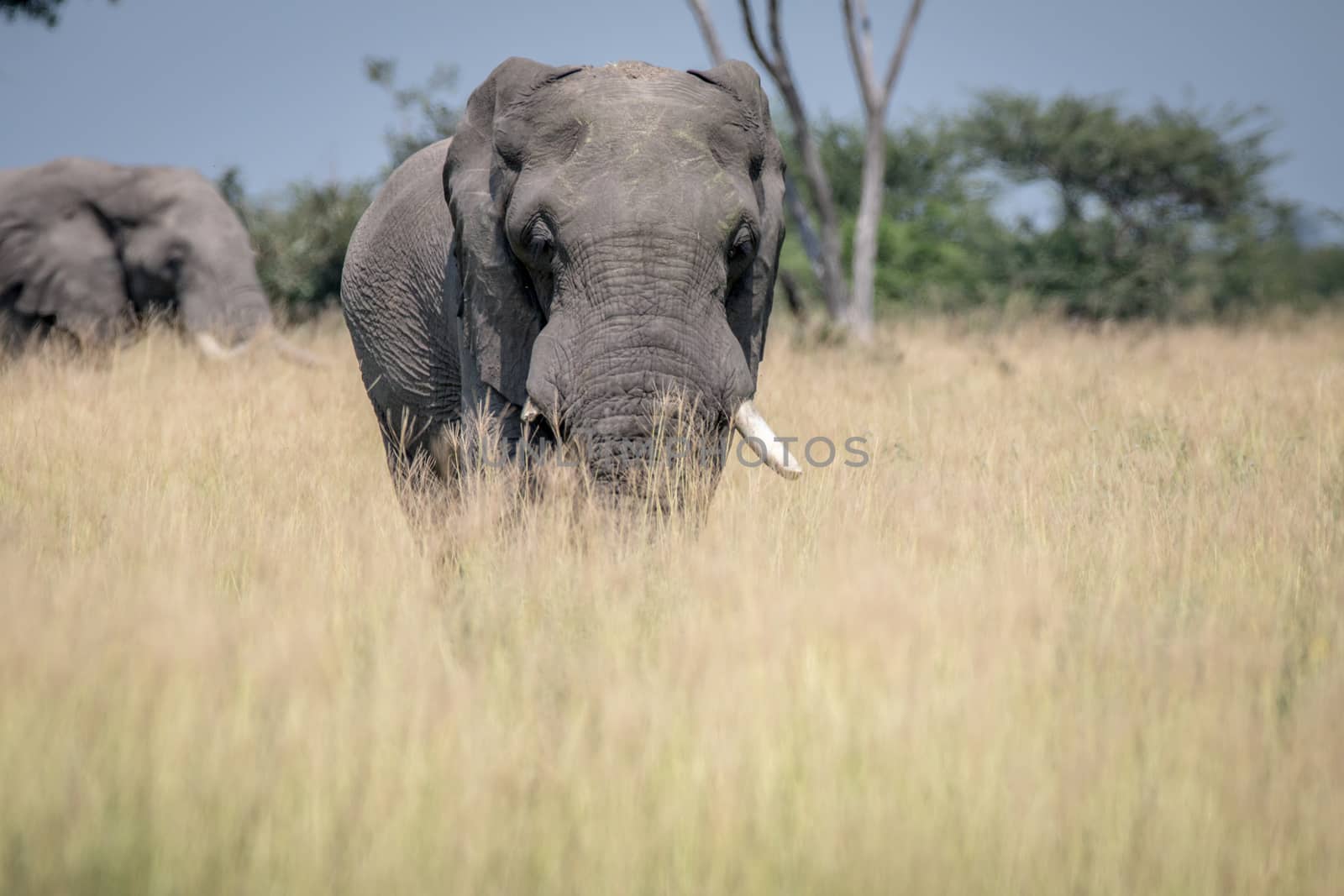 Big Elephant bull standing in the high grass in the Chobe National Park, Botswana.