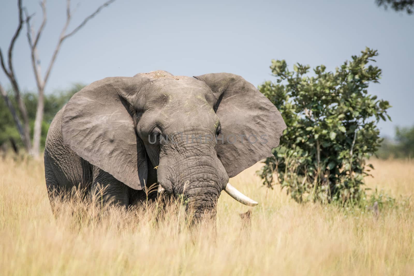 Big Elephant bull standing in the high grass in the Chobe National Park, Botswana.