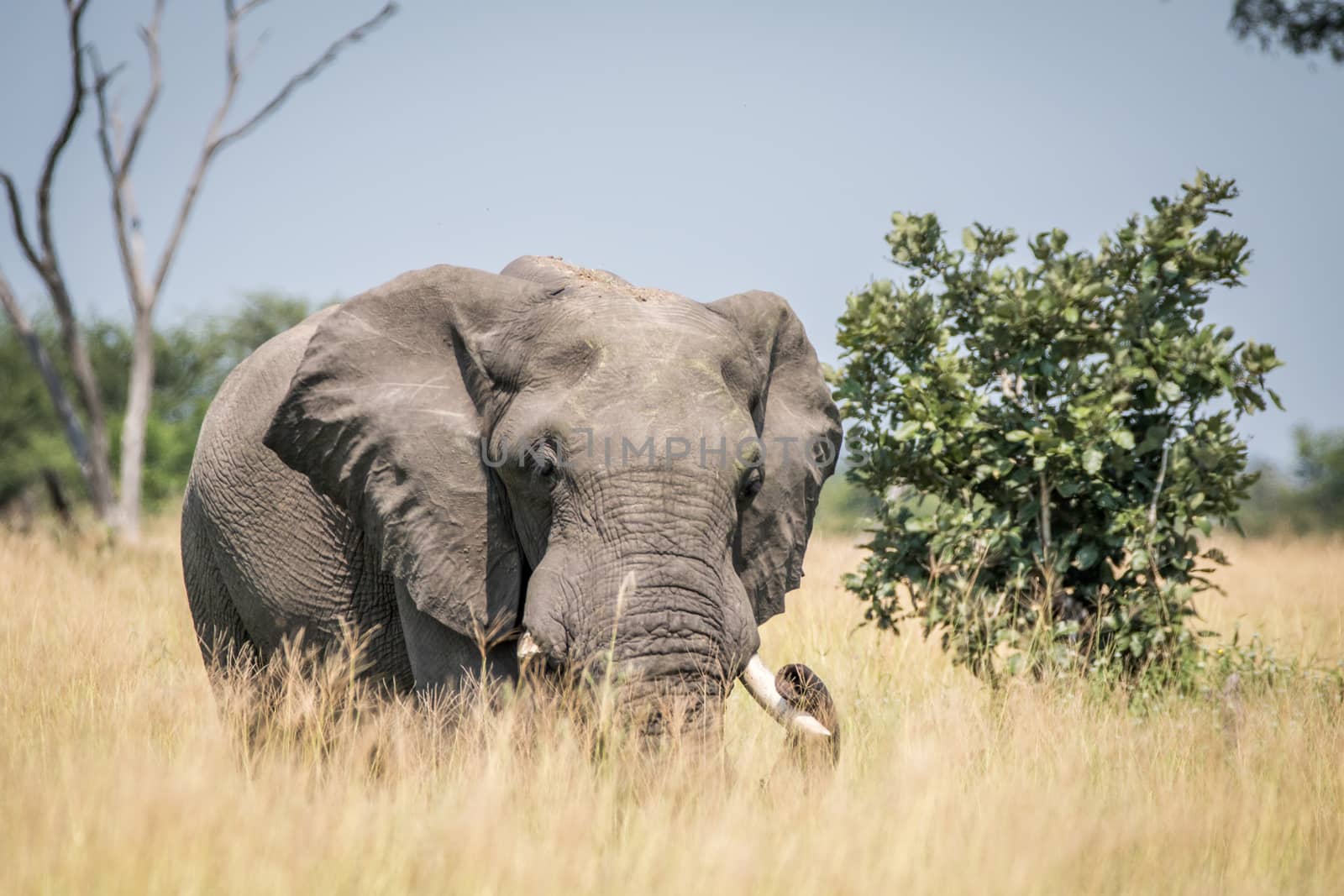 Big Elephant bull standing in the high grass in the Chobe National Park, Botswana.