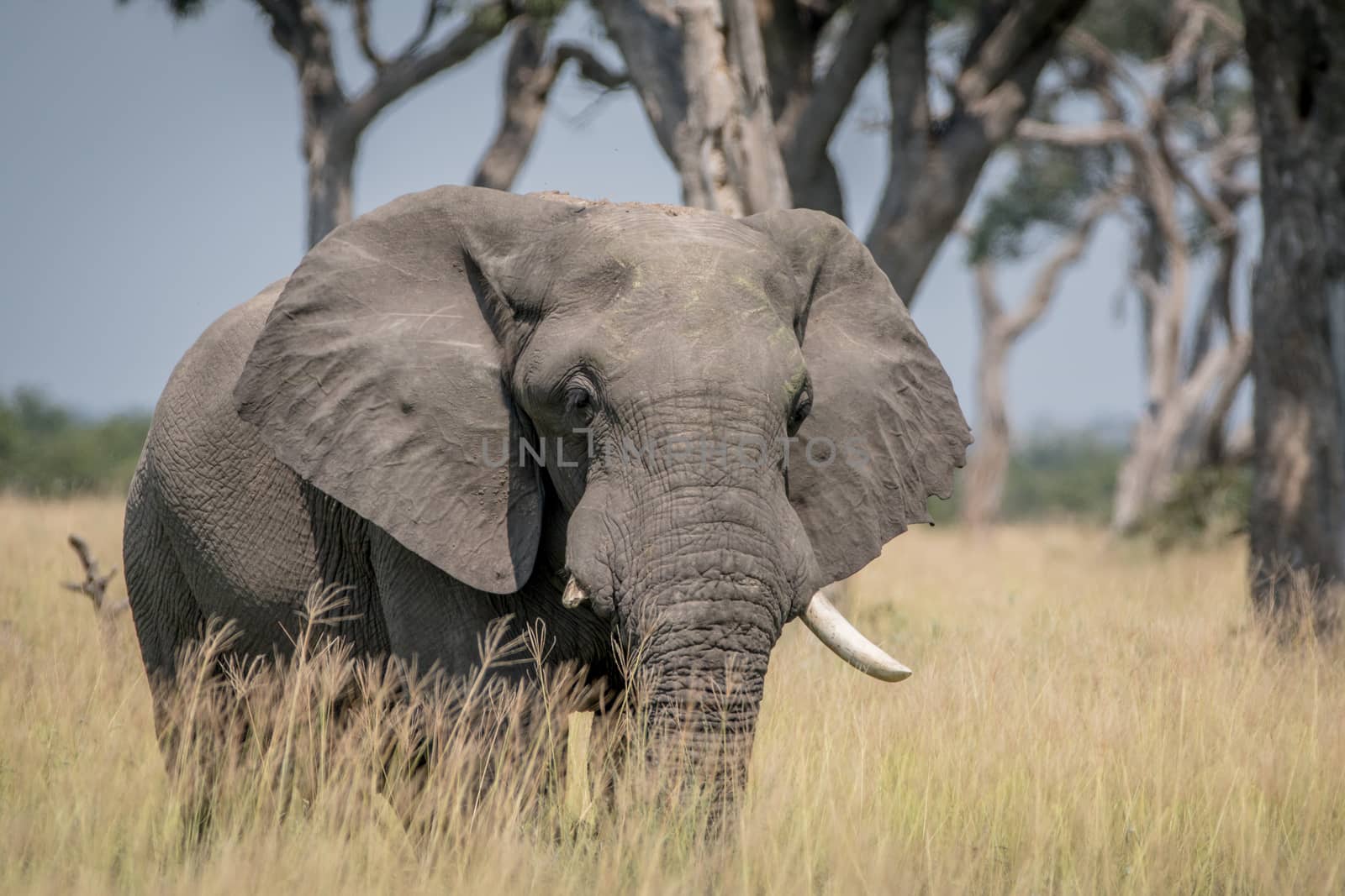 Big Elephant bull standing in the high grass in the Chobe National Park, Botswana.